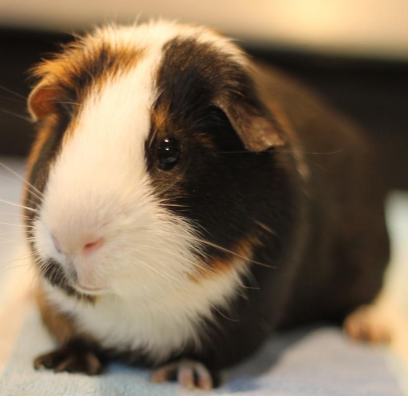 Jinx, a Adoptable Guinea Pig in Budd Lake, NJ image 2/6