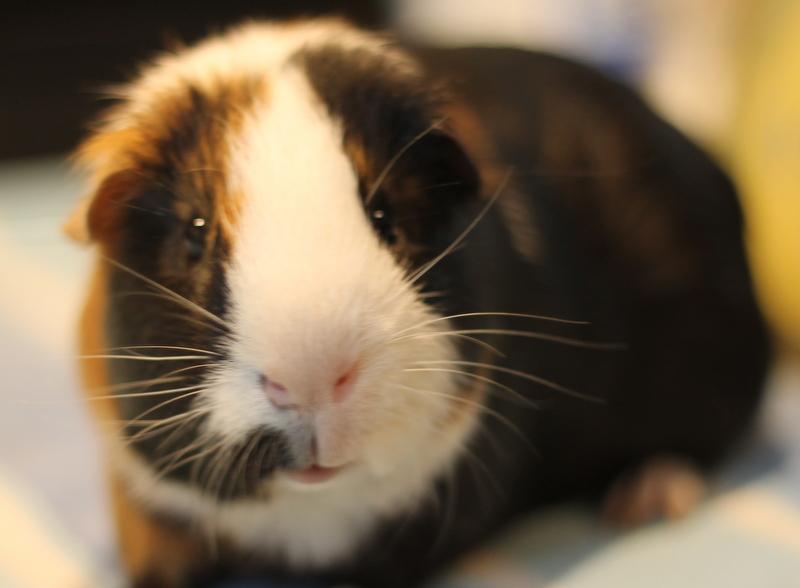Jinx, a Adoptable Guinea Pig in Budd Lake, NJ image 3/6
