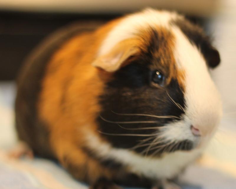 Jinx, a Adoptable Guinea Pig in Budd Lake, NJ image 4/6