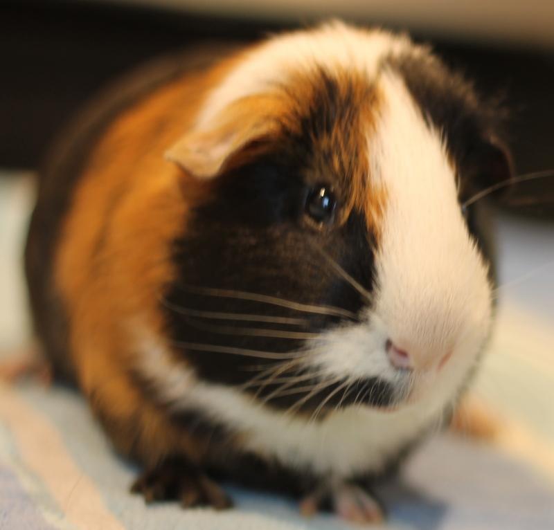 Jinx, a Adoptable Guinea Pig in Budd Lake, NJ image 5/6