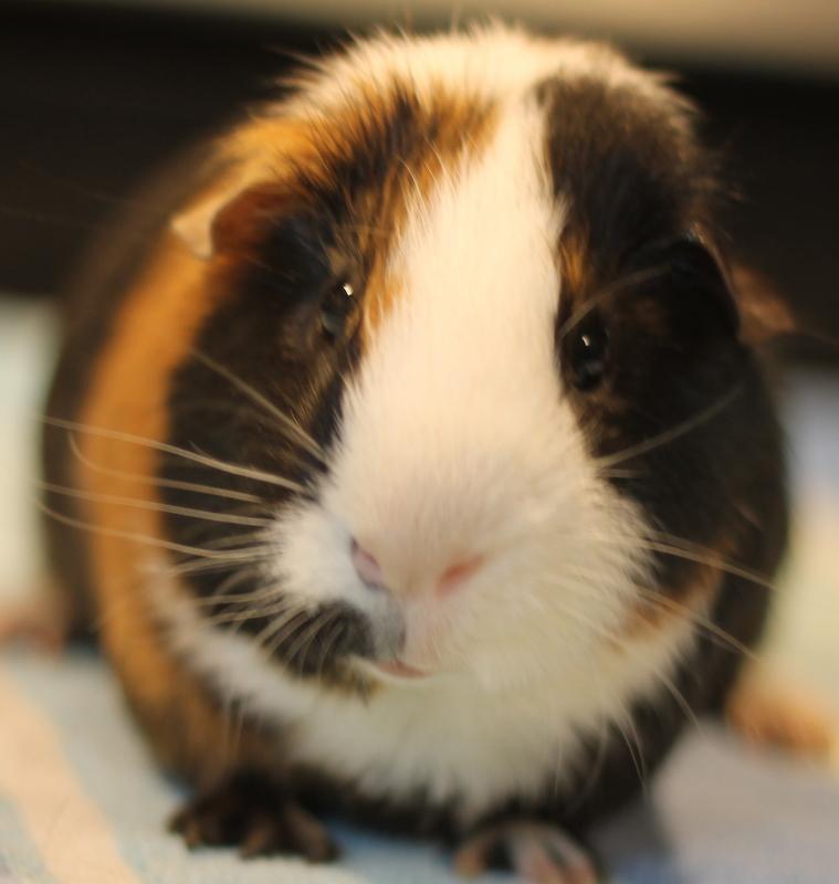 Jinx, a Adoptable Guinea Pig in Budd Lake, NJ image 1/6