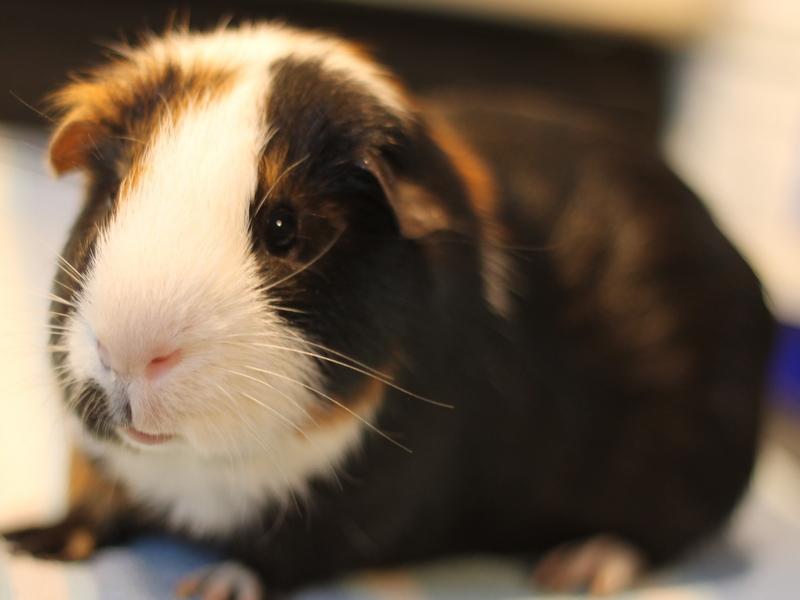 Jinx, a Adoptable Guinea Pig in Budd Lake, NJ image 6/6