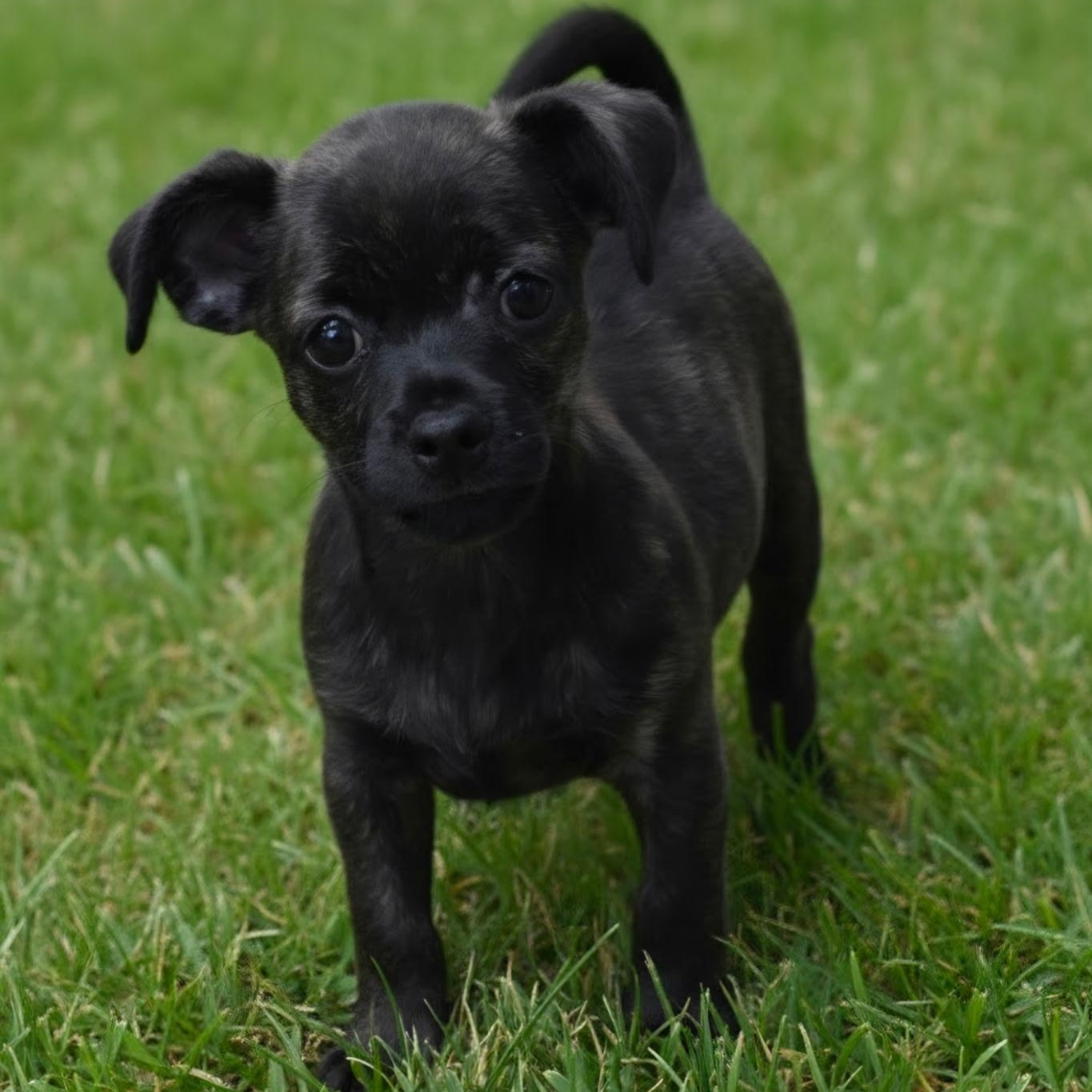 Lug Nut, an adopted Chihuahua in Anderson, SC image 2/3
