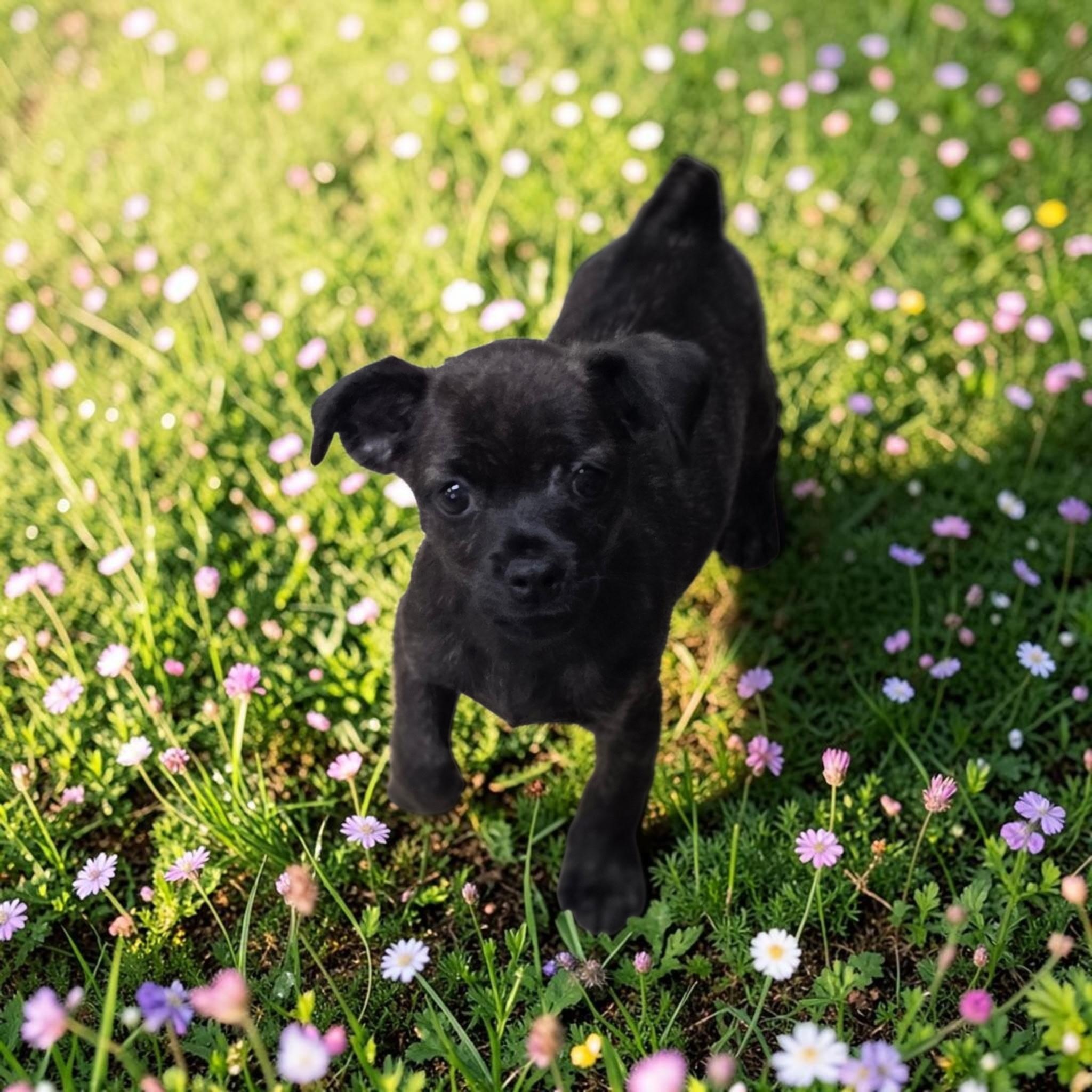 Lug Nut, adopted, Puppy Male Chihuahua.
