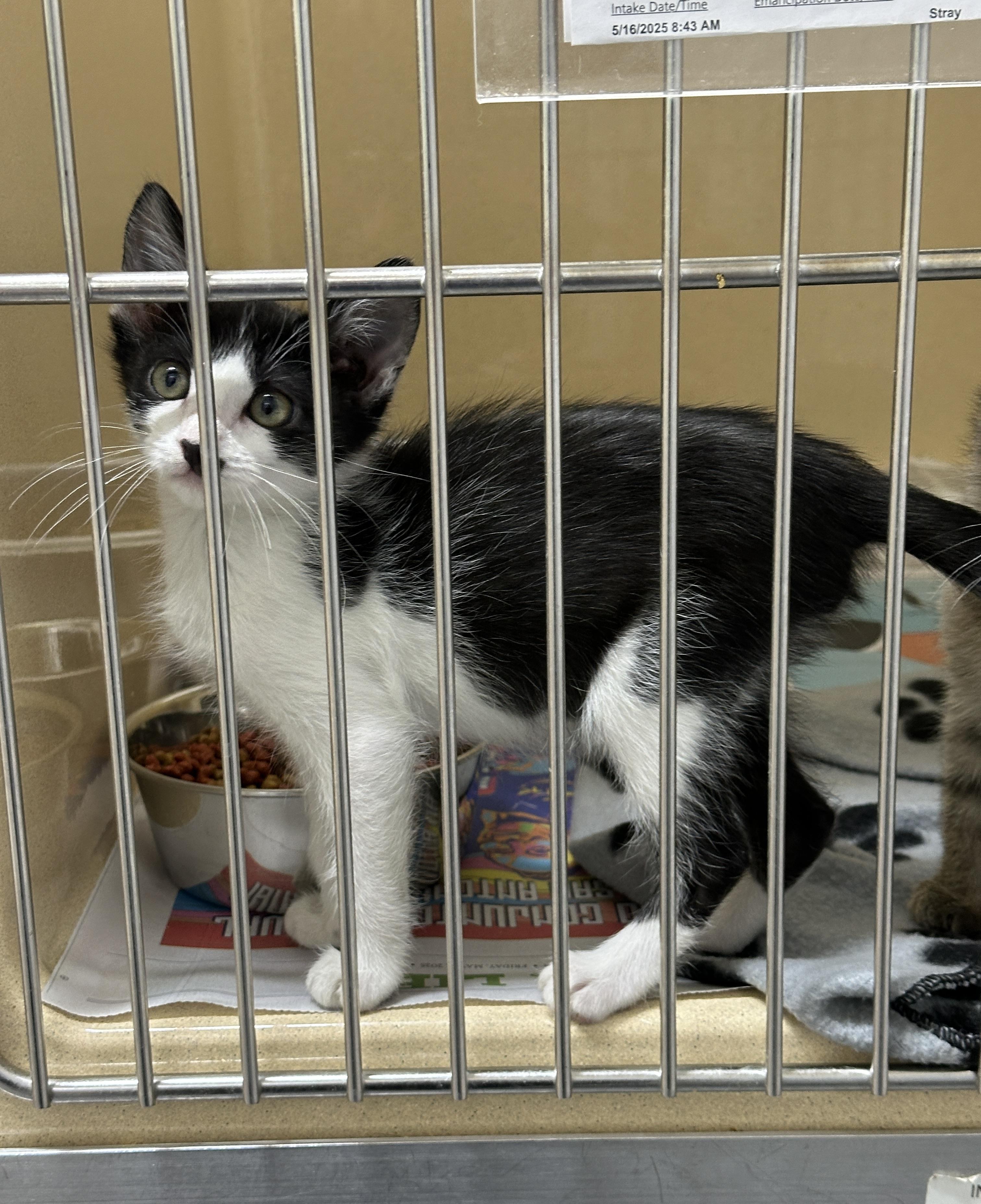 Totoro, Baby Male Domestic Short Hair