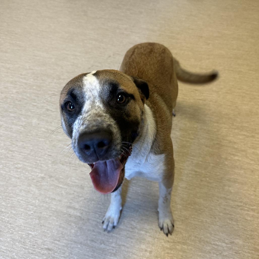 Enlarge Skittles, a Adoptable Mixed Breed in Red House, WV image 1/1