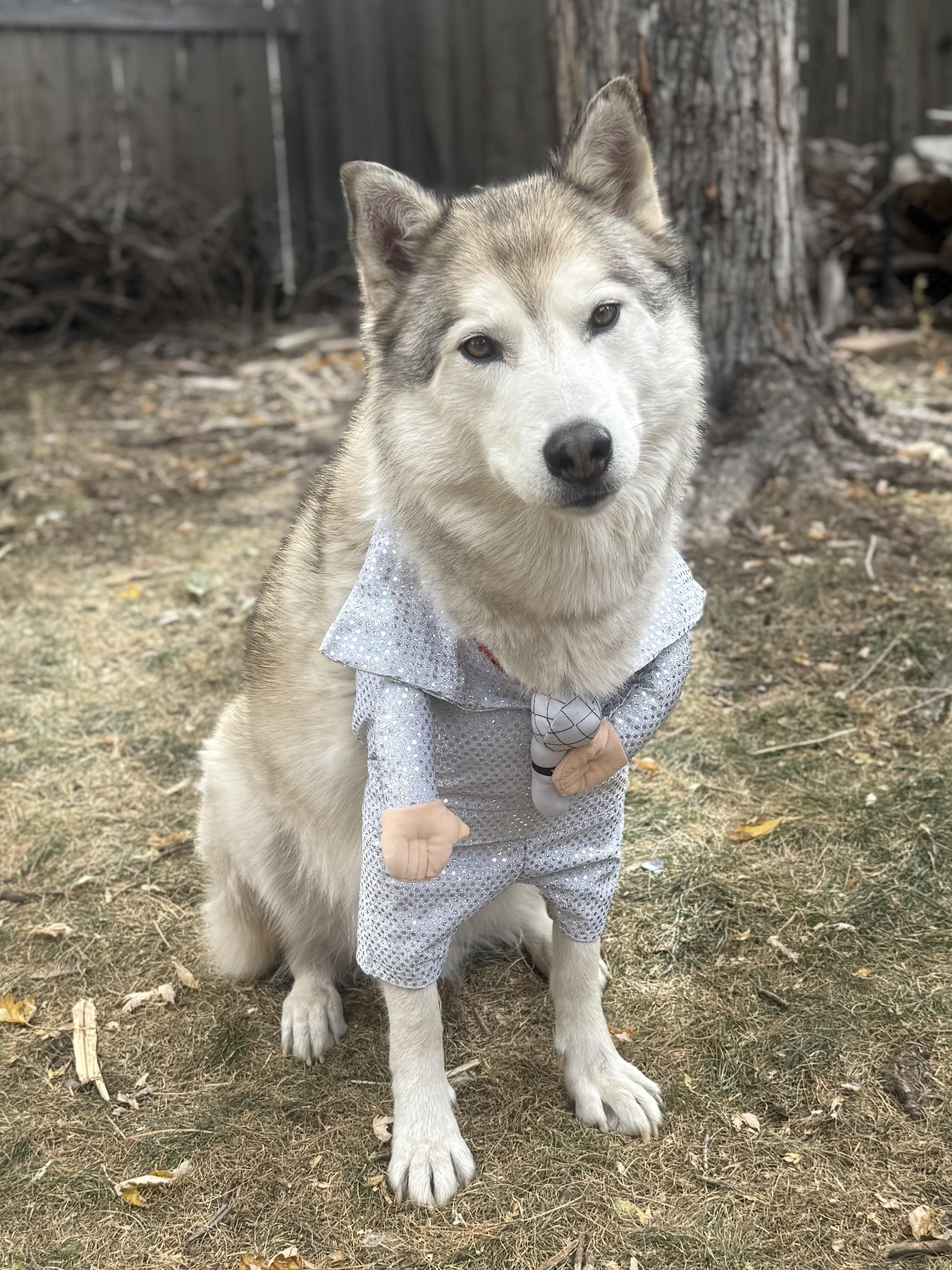 Quanah, an adoptable Alaskan Malamute, Husky in Colorado Springs, CO, 80908 | Photo Image 1