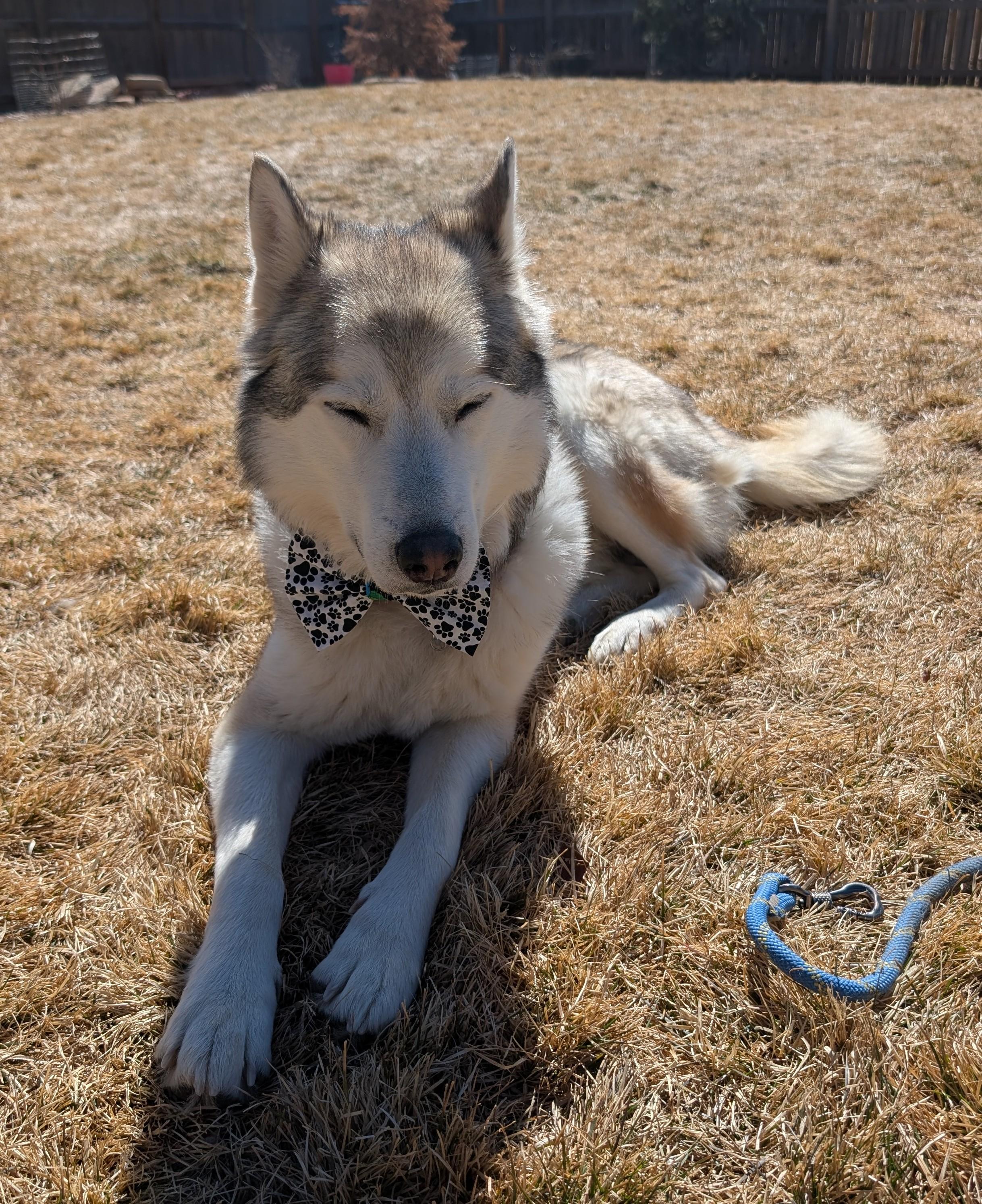 Enlarge Quanah, a Adoptable mixed breed in Colorado Springs, CO image 4/6