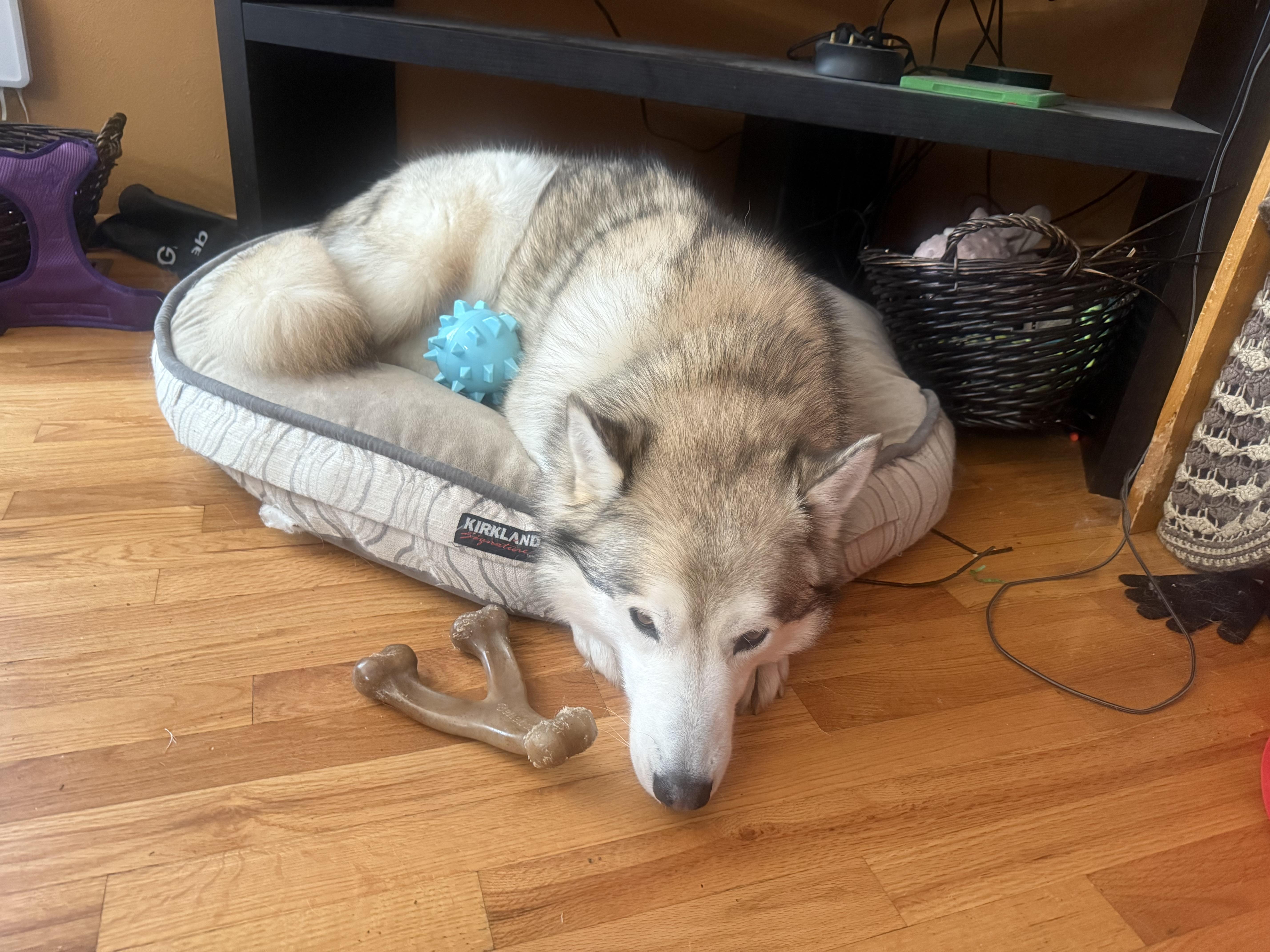 Quanah, an adoptable Alaskan Malamute, Husky in Colorado Springs, CO, 80908 | Photo Image 7