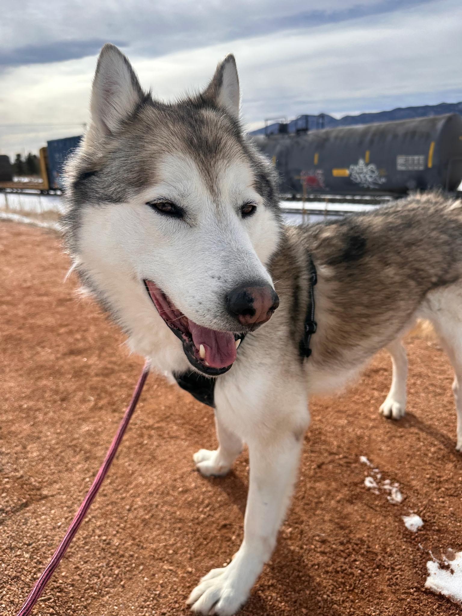 Enlarge Quanah, a Adoptable mixed breed in Colorado Springs, CO image 3/6