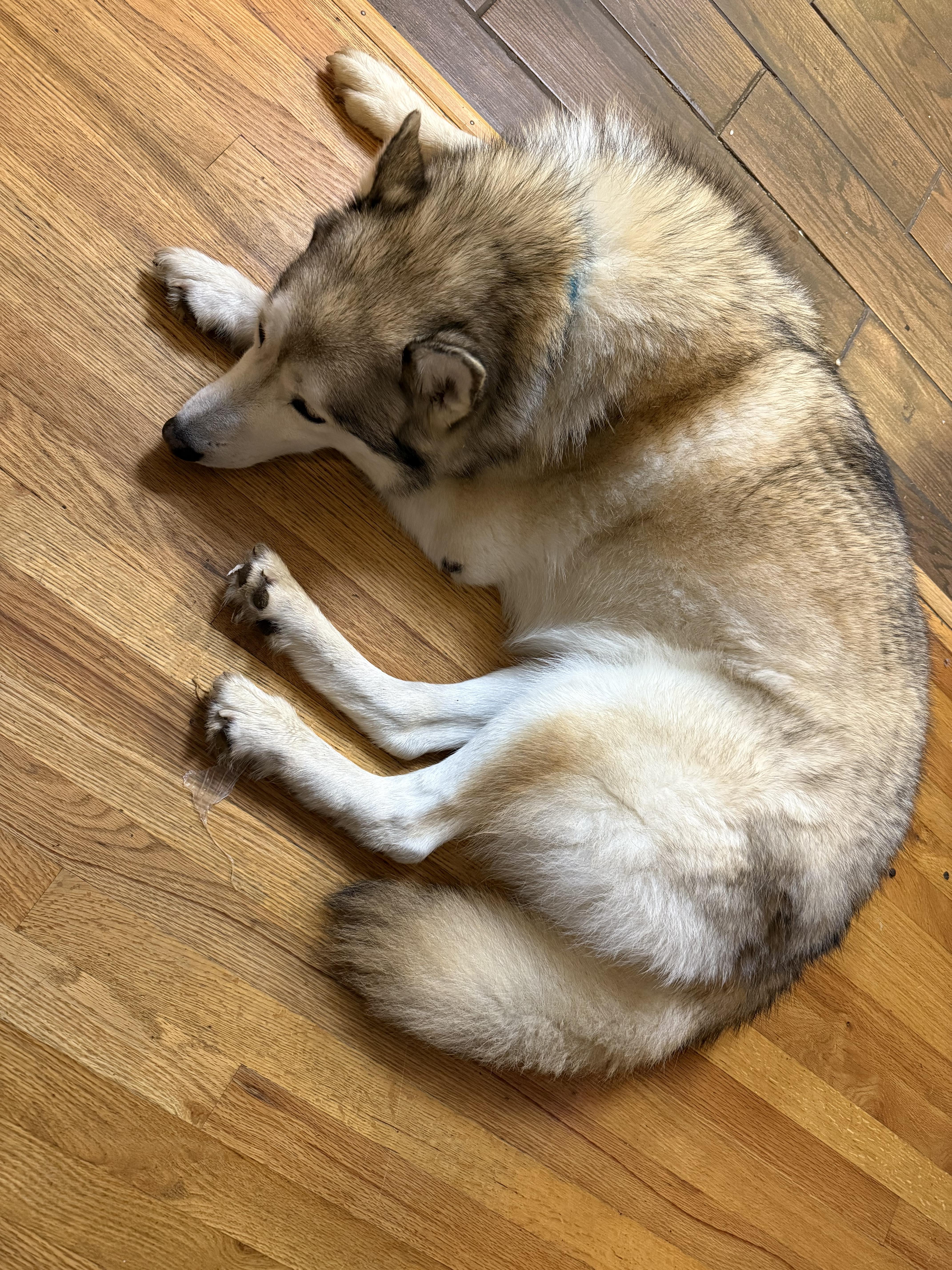 Quanah, an adoptable Alaskan Malamute, Husky in Colorado Springs, CO, 80908 | Photo Image 8