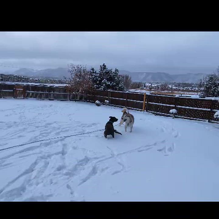 Enlarge Quanah, a Adoptable mixed breed in Colorado Springs, CO video 5/6