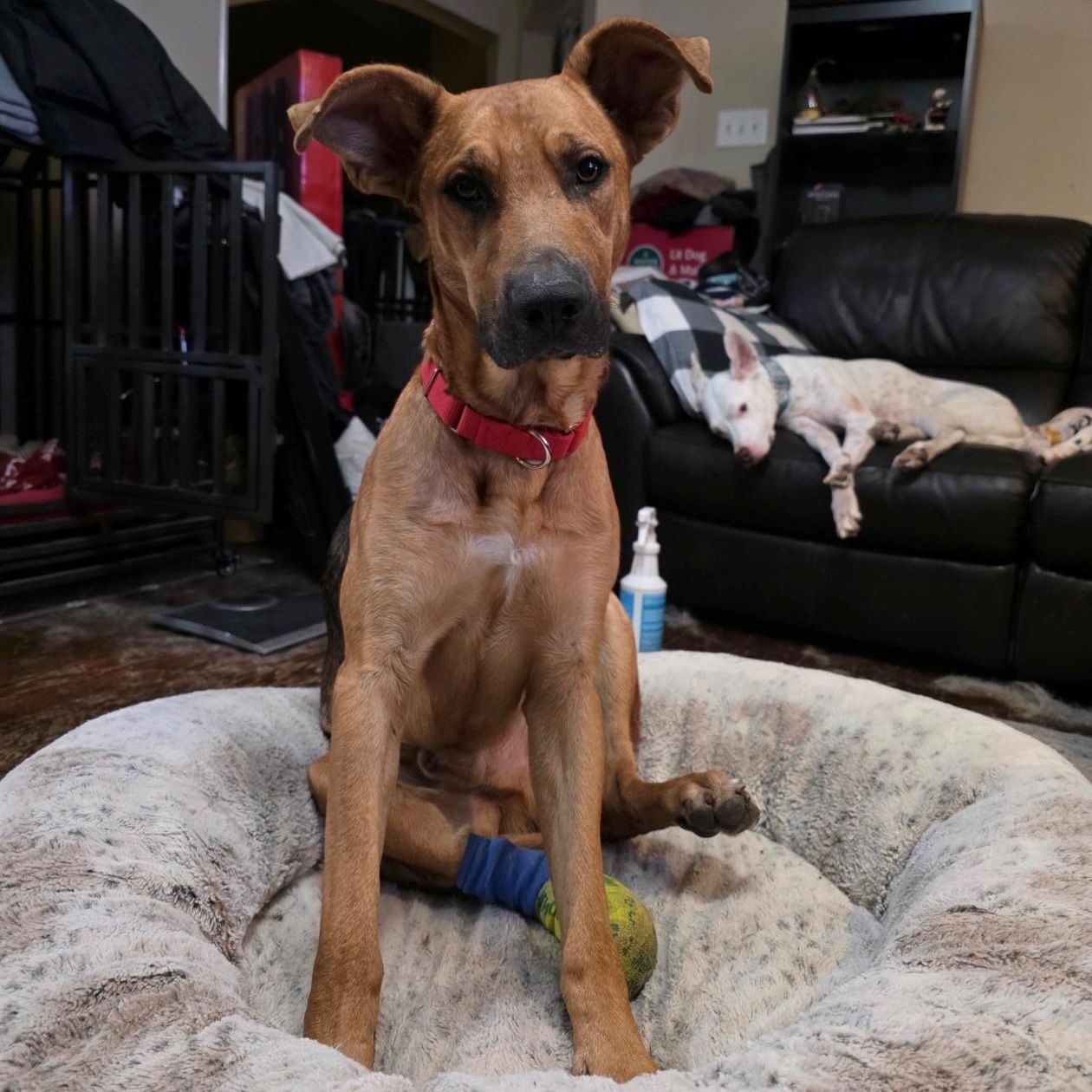 Chance — thumbnail 2