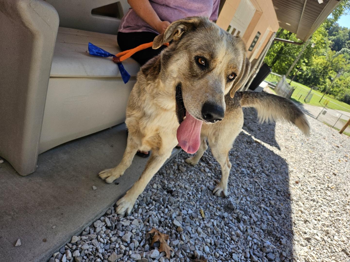 Enlarge Kenai, a Adoptable mixed breed in New Martinsville, WV image 2/3