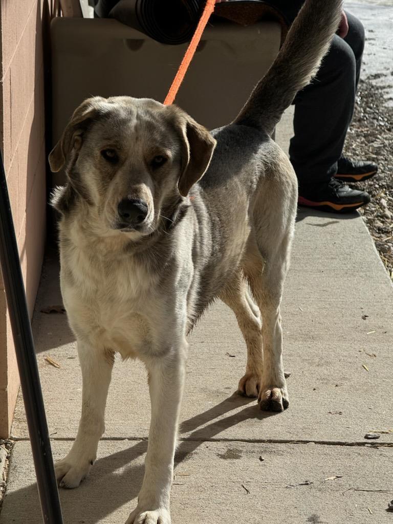 Enlarge Kenai, a Adoptable mixed breed in New Martinsville, WV image 1/3