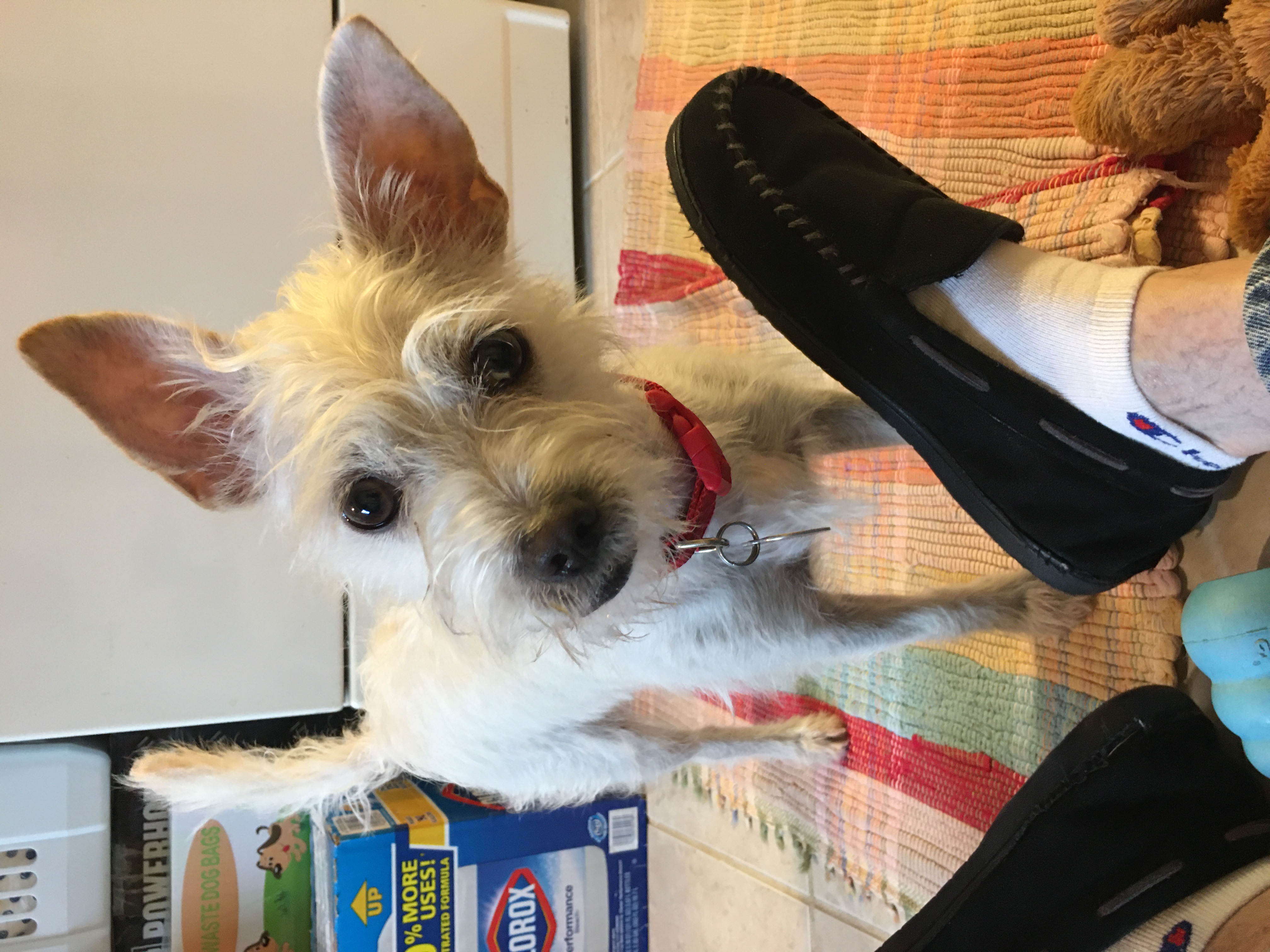 Westley, Adopted, Young Male West Highland White Terrier / Westie & Chihuahua.