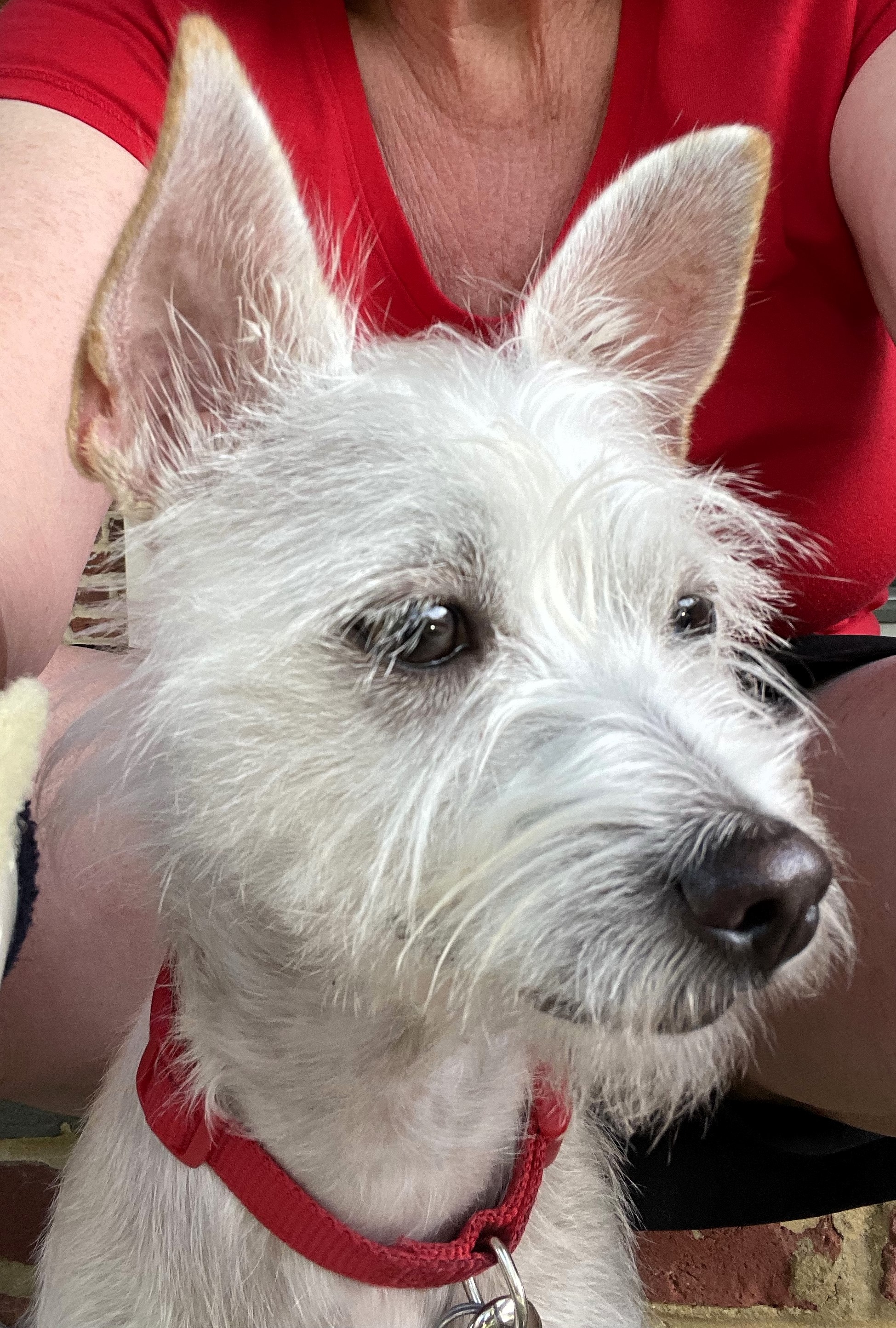 Enlarge Westley, a Adopted mixed breed in Dunn Loring, VA image 2/4