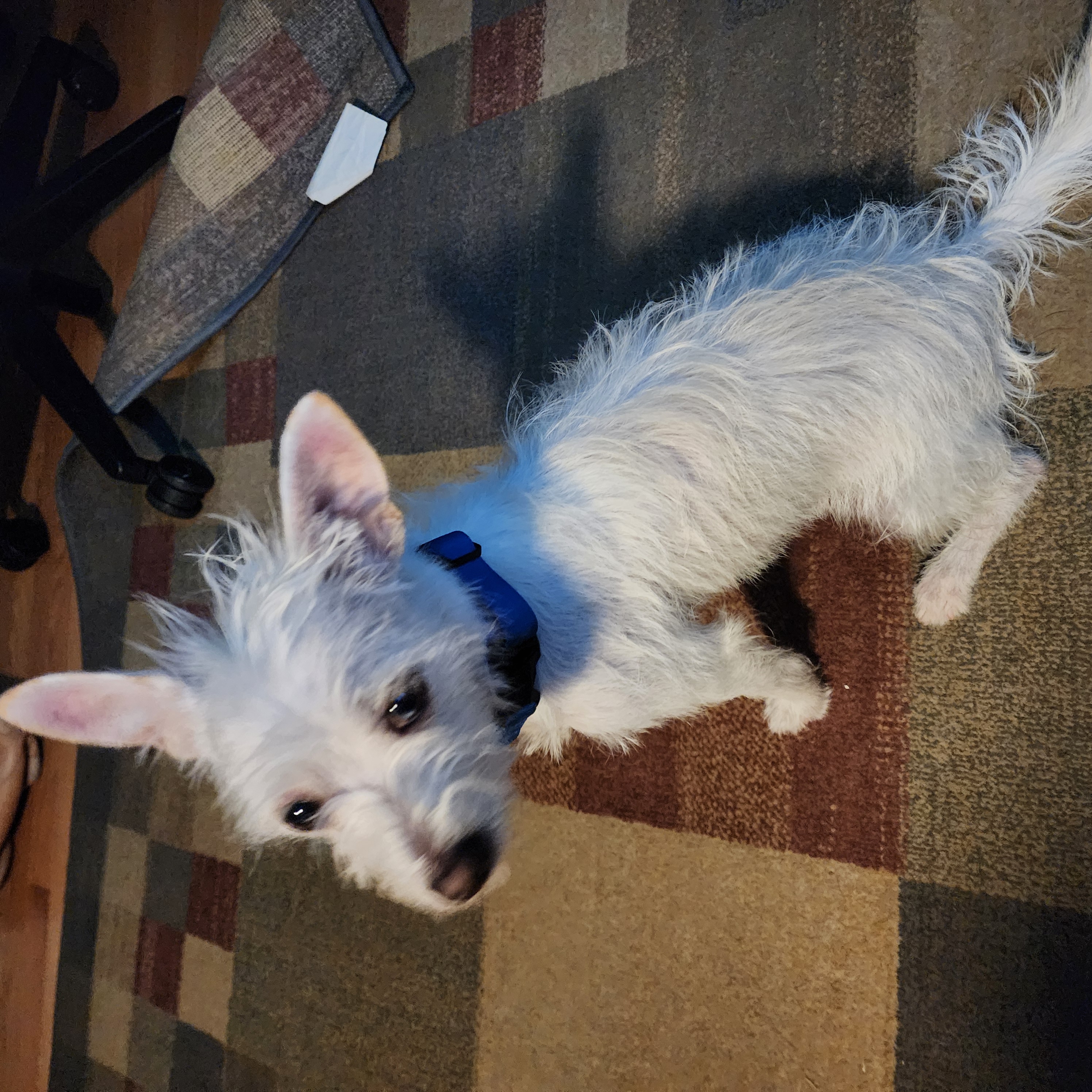 Enlarge Westley, a Adopted mixed breed in Dunn Loring, VA image 4/4