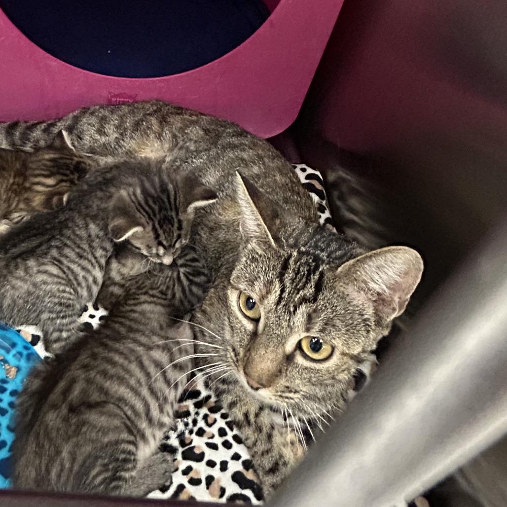 Dinah, Adoptable, Young Female Domestic Short Hair.