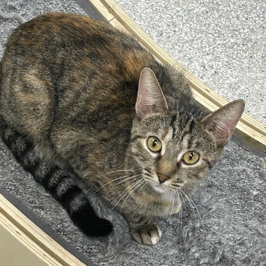 Enlarge Dinah, a Adoptable mixed breed in Hannibal, MO image 2/2