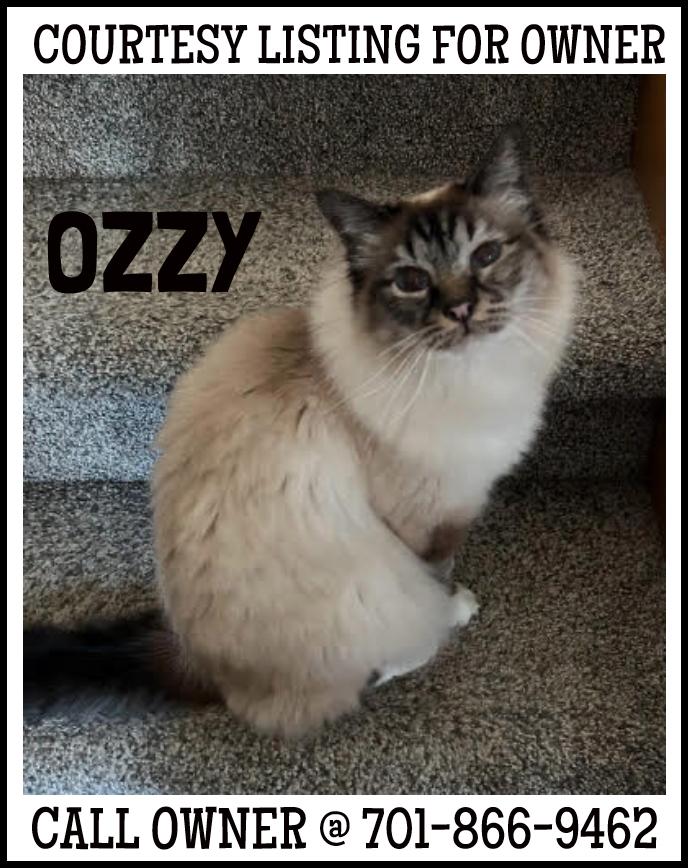 Ozzy - COURTESY LISTING FOR OWNER, an adoptable Birman in Valley City, ND, 58072 | Photo Image 1
