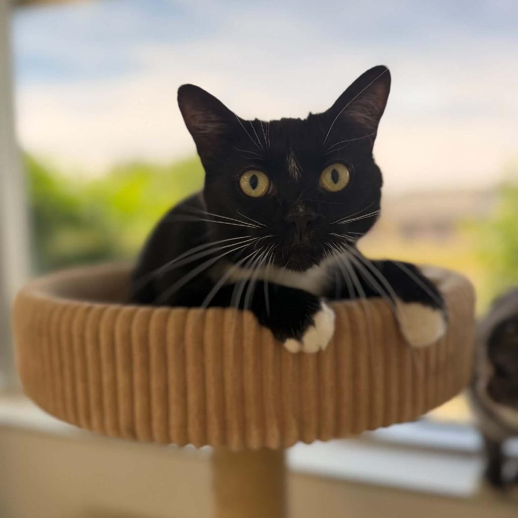 Mailey, Adoptable, Adult Female Domestic Short Hair.