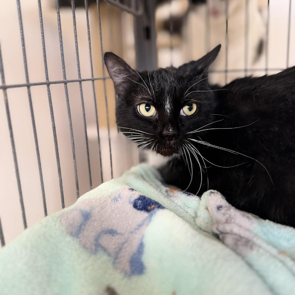 Enlarge Mailey, a Adoptable Domestic Short Hair in Portage, MI image 2/3