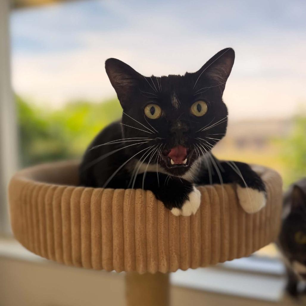 Enlarge Mailey, a Adoptable Domestic Short Hair in Portage, MI image 3/3