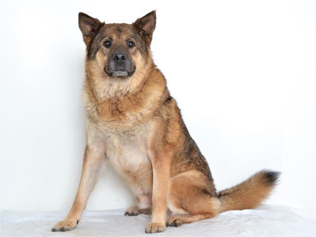 Hiro, Adopted, Adult Male Akita & German Shepherd Dog.