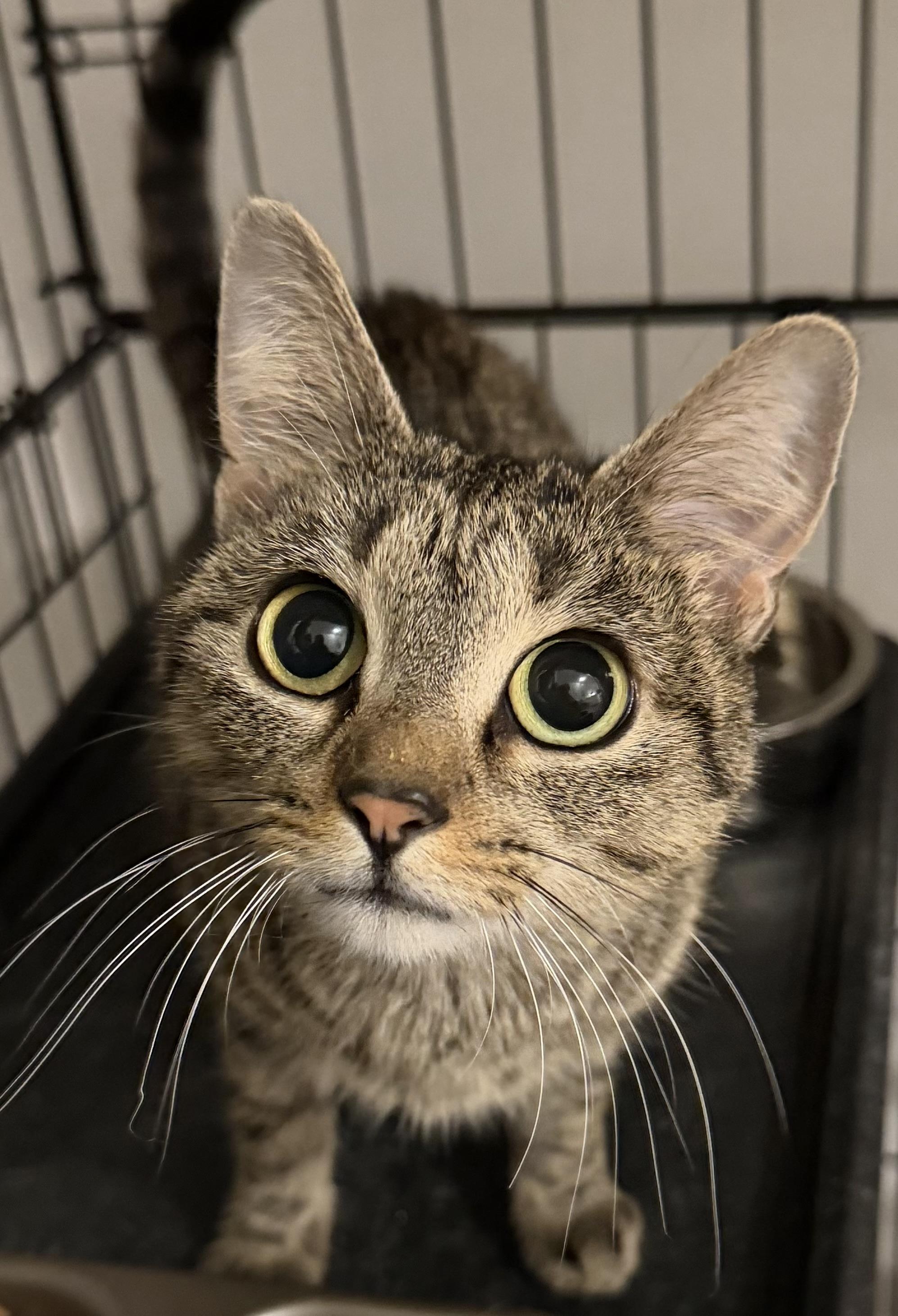 Enlarge Sweet Pea, a Adoptable Domestic Short Hair in Oriental , NC image 1/4