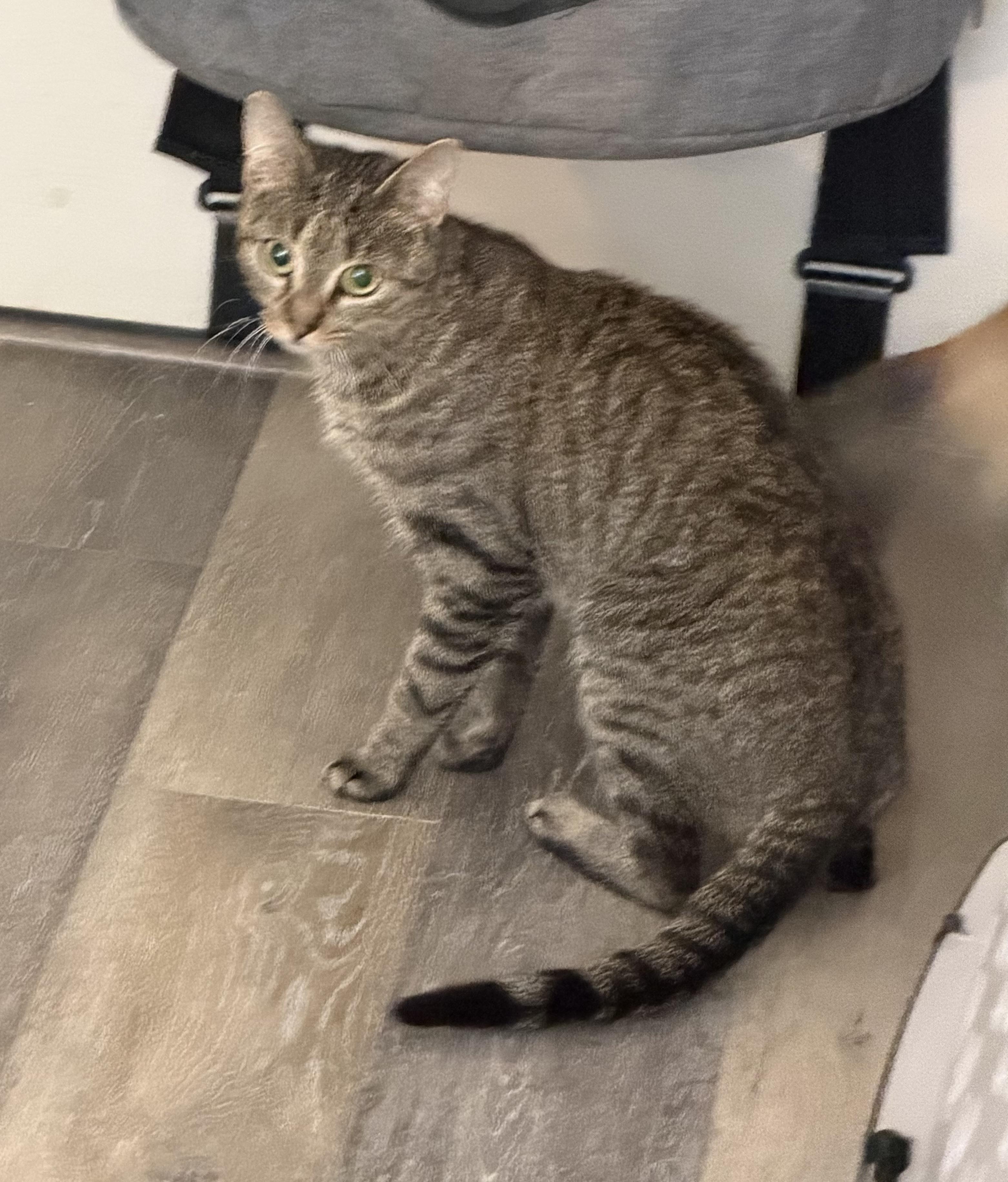 Enlarge Sweet Pea, a Adoptable Domestic Short Hair in Oriental , NC image 2/2