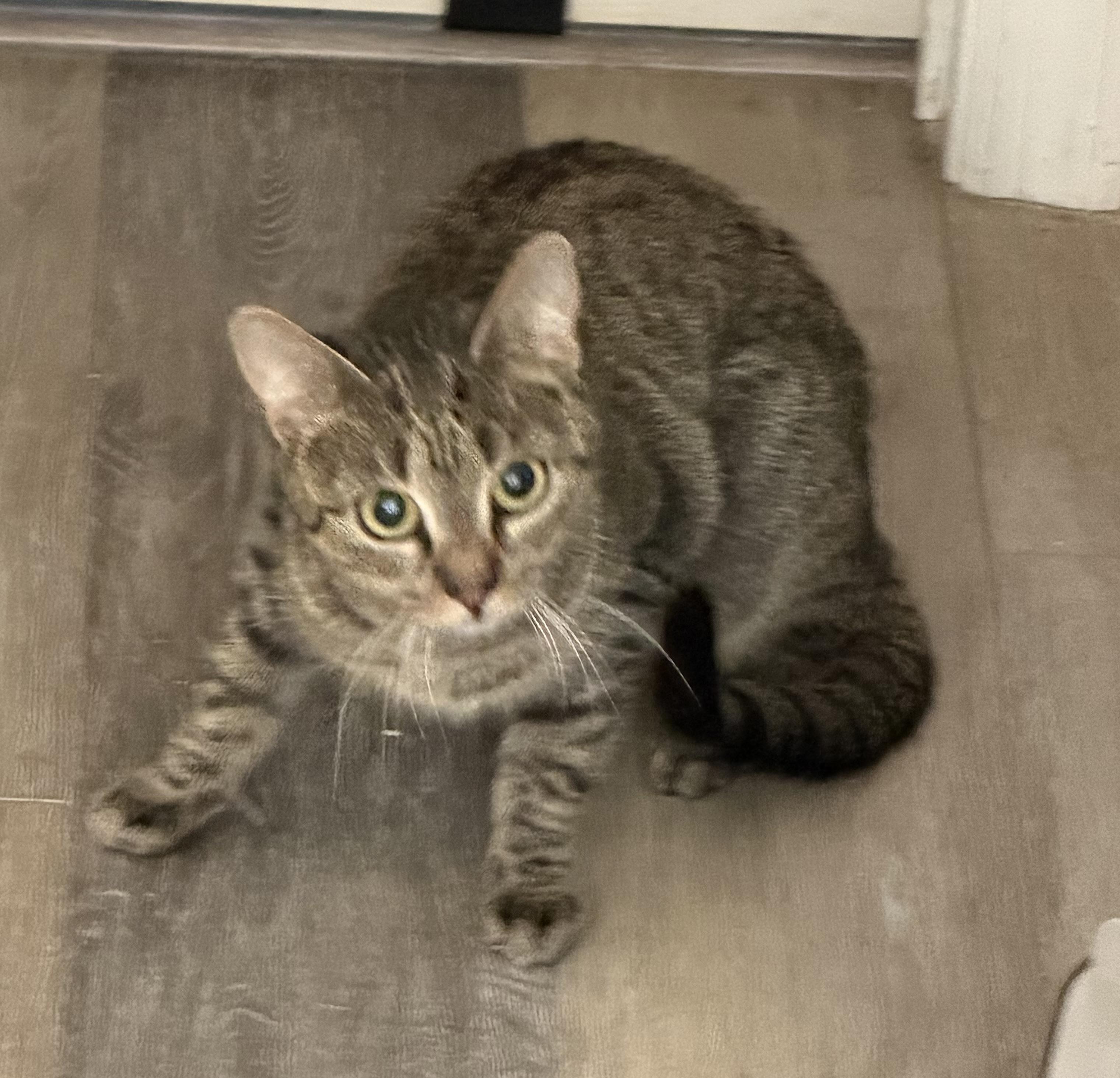 Enlarge Sweet Pea, a Adoptable Domestic Short Hair in Oriental , NC image 1/2