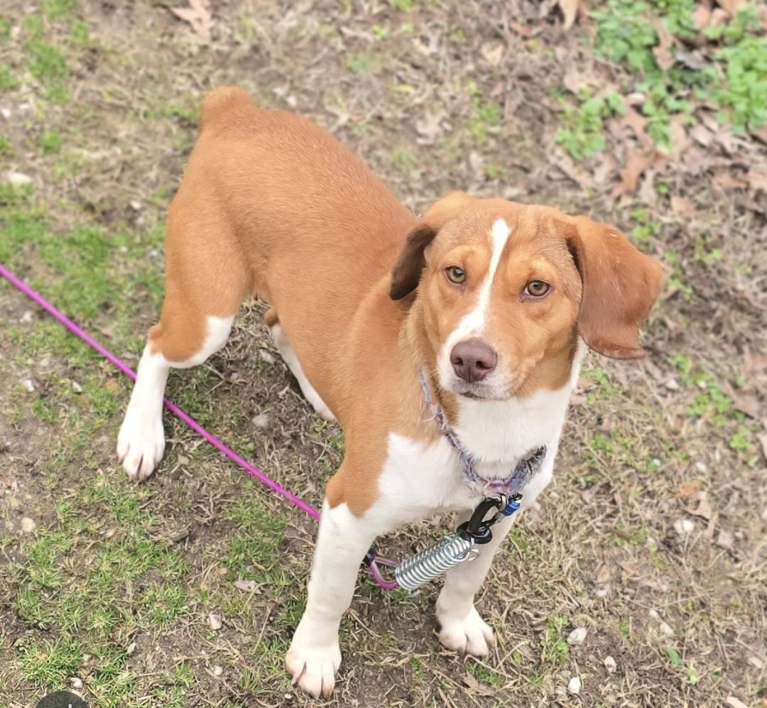 Baby Mama, ADOPTABLE, Adult Female Beagle & Anatolian Shepherd.