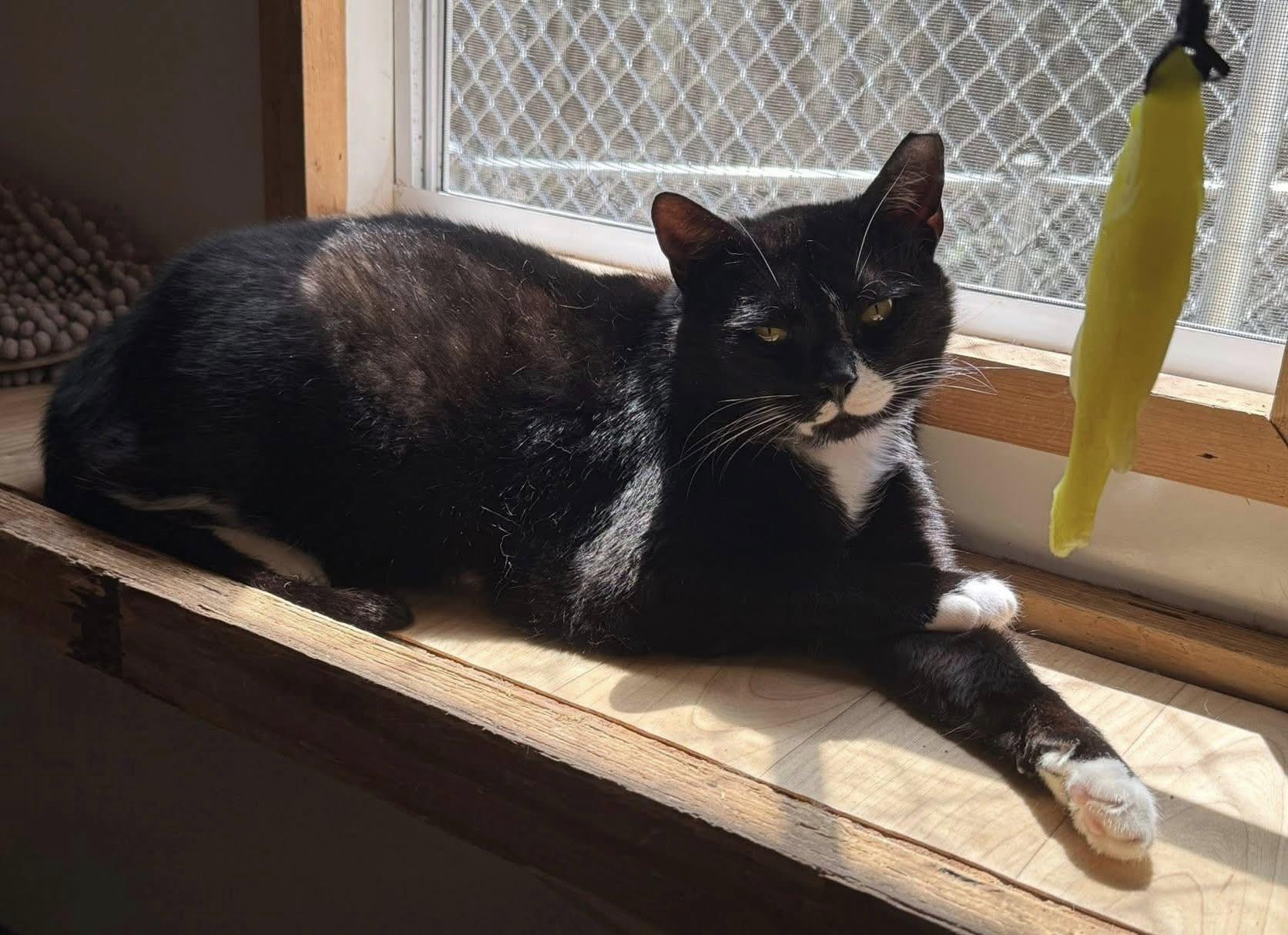 Enlarge INDI, a Adoptable Domestic Short Hair in Millerstown, PA image 5/6