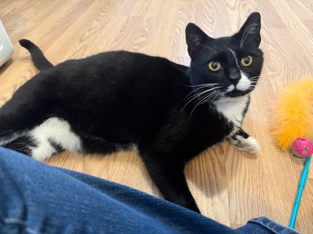 Enlarge INDI, a Adoptable Domestic Short Hair in Millerstown, PA image 6/6