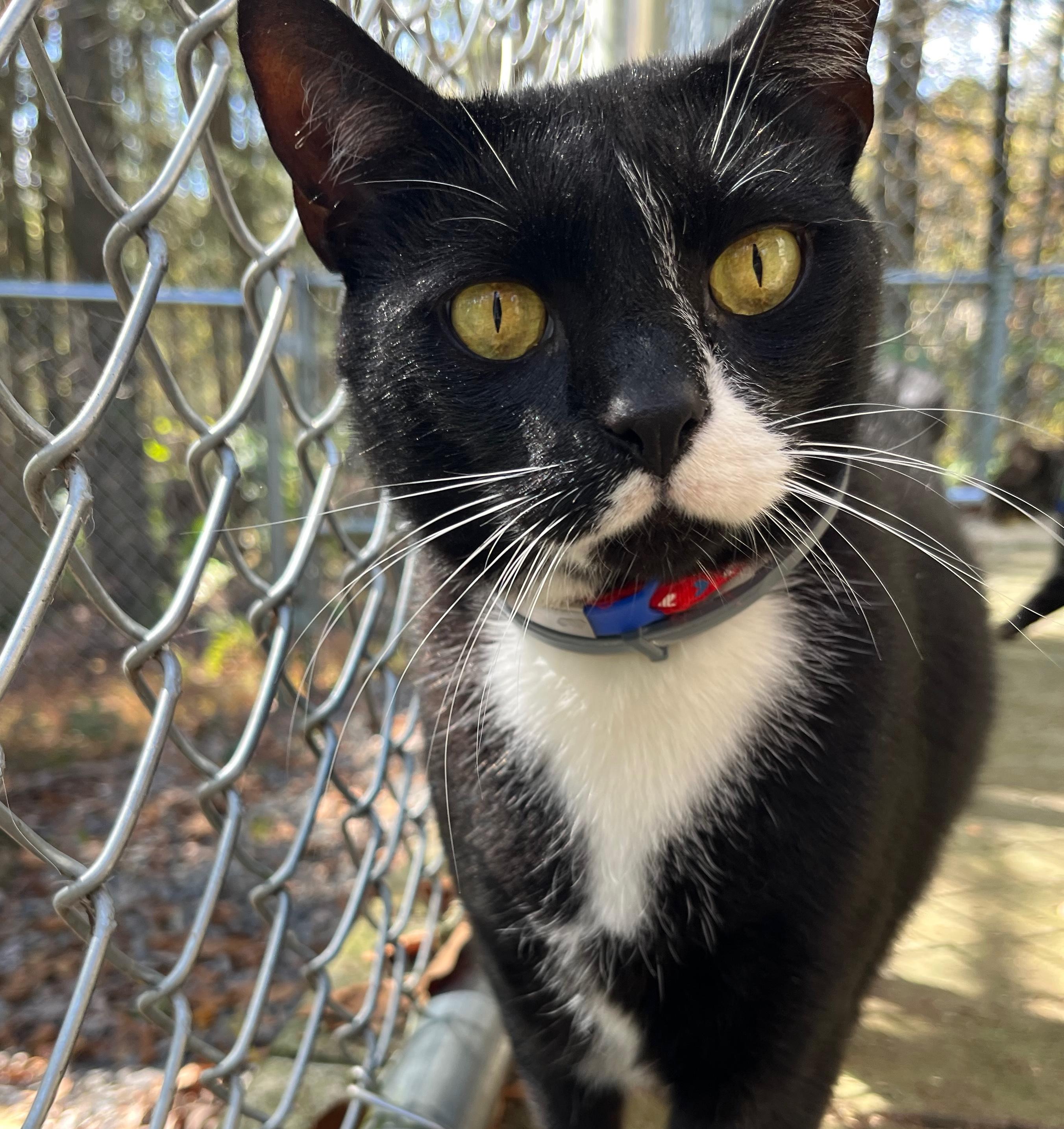 Enlarge INDI, a Adoptable Domestic Short Hair in Millerstown, PA image 1/6