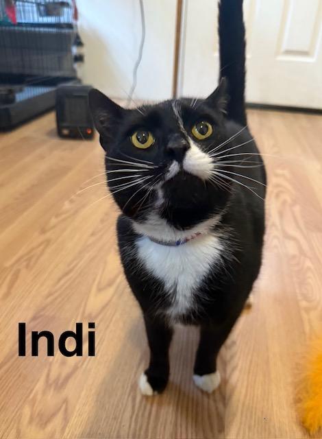 Enlarge INDI, a Adoptable Domestic Short Hair in Millerstown, PA image 3/6