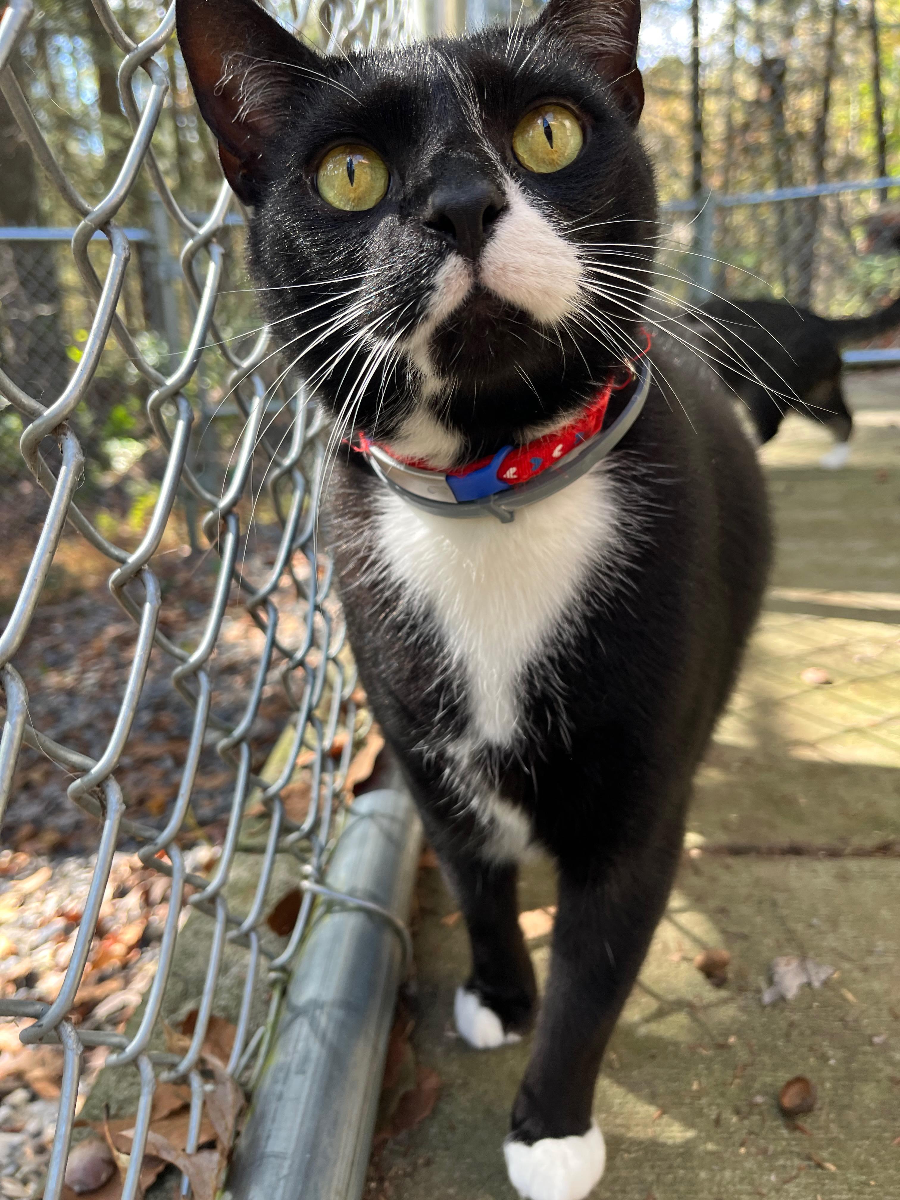 Enlarge INDI, a Adoptable Domestic Short Hair in Millerstown, PA image 2/6