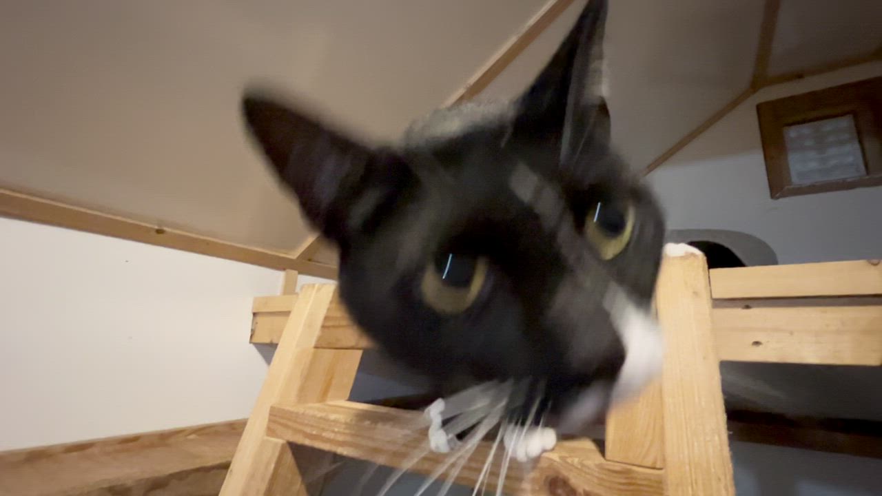 Enlarge INDI, a Adoptable Domestic Short Hair in Millerstown, PA video 4/6