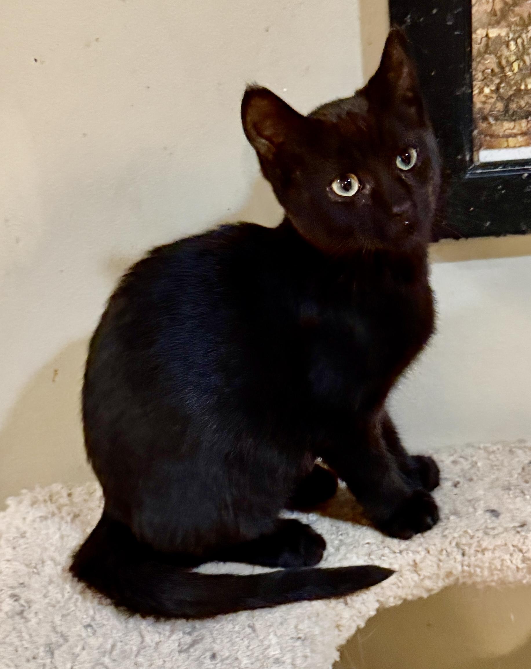 Merlin, Adoptable, Kitten Male Domestic Short Hair.