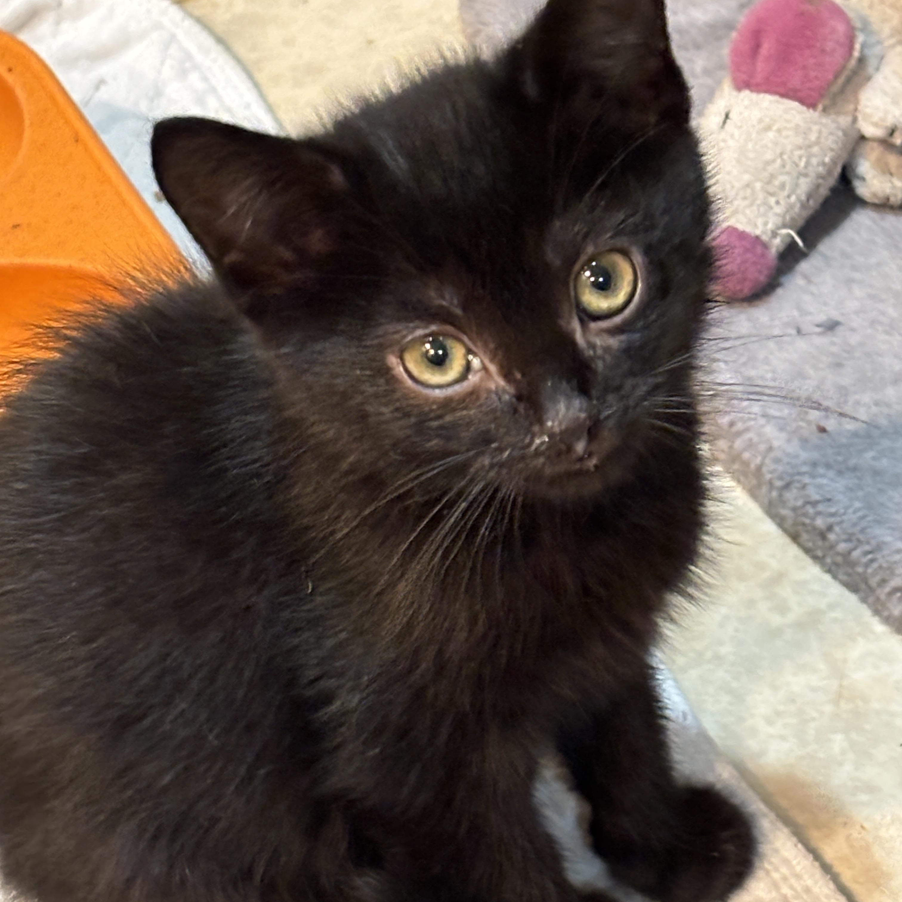 Enlarge Merlin, a Adoptable Domestic Short Hair in East Hanover, NJ image 1/1