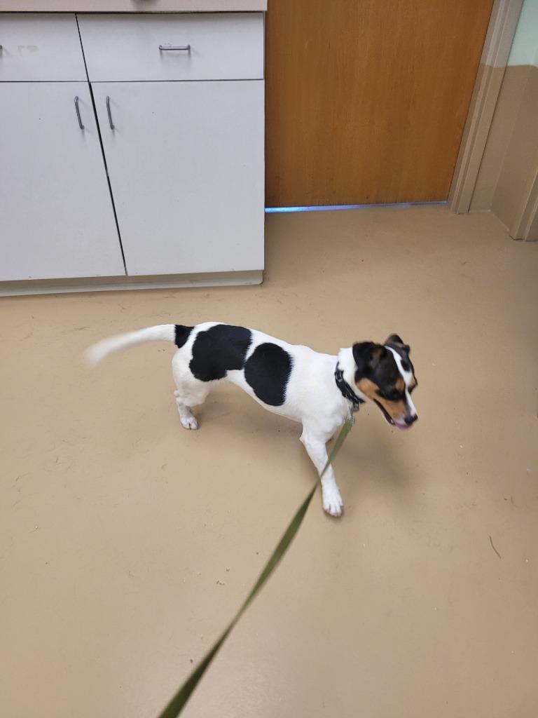 Enlarge Bandit, a Adoptable mixed breed in Waverly, NY image 1/1