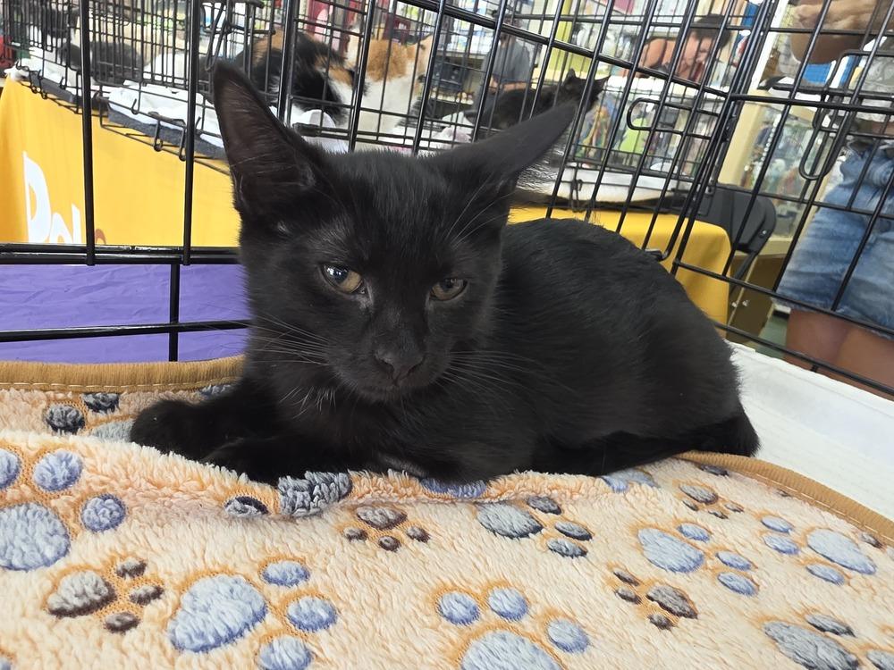 Onyx, Adoptable, Kitten Female Domestic Short Hair.