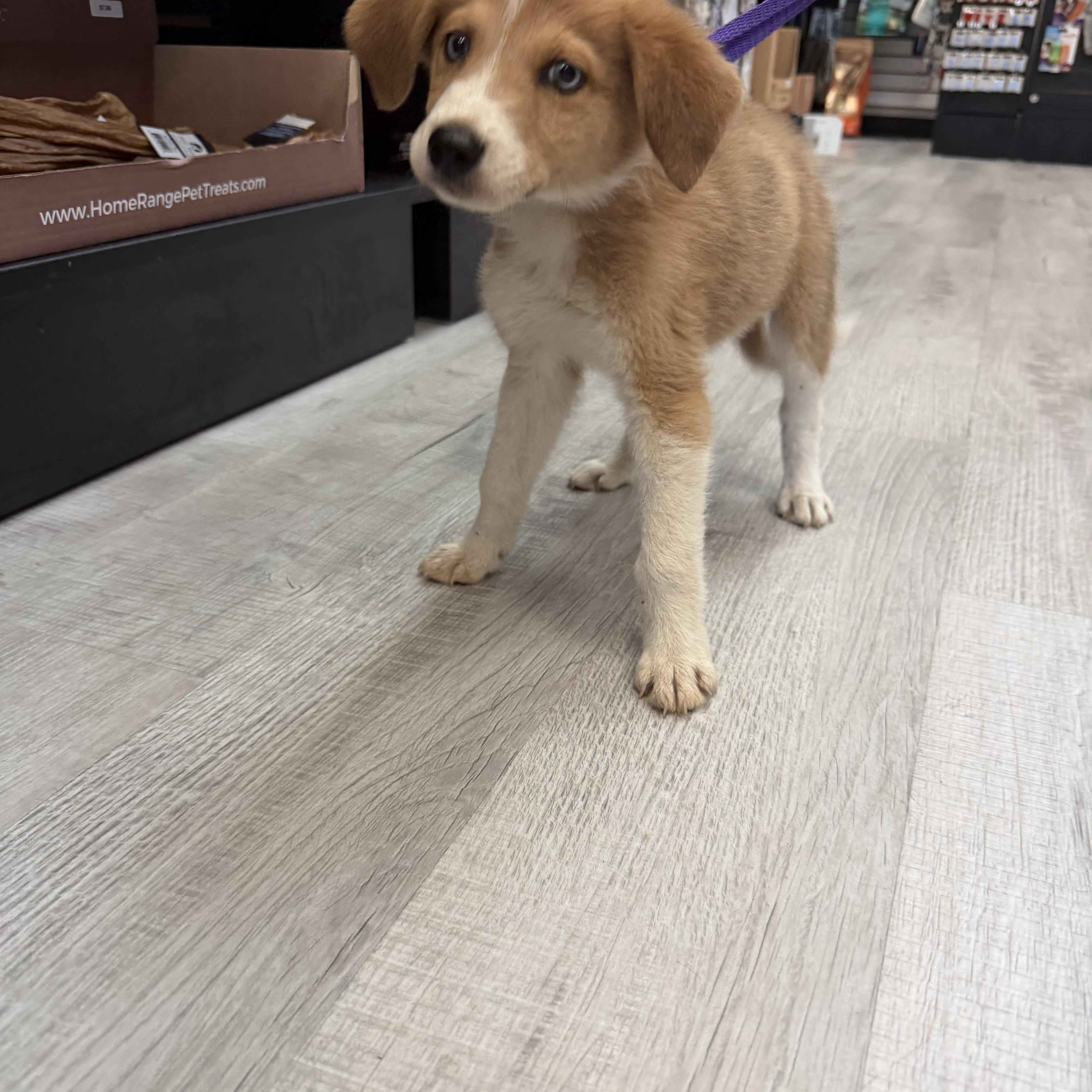 Enlarge Artie, an adopted Great Pyrenees in atlanta, GA image 5/5