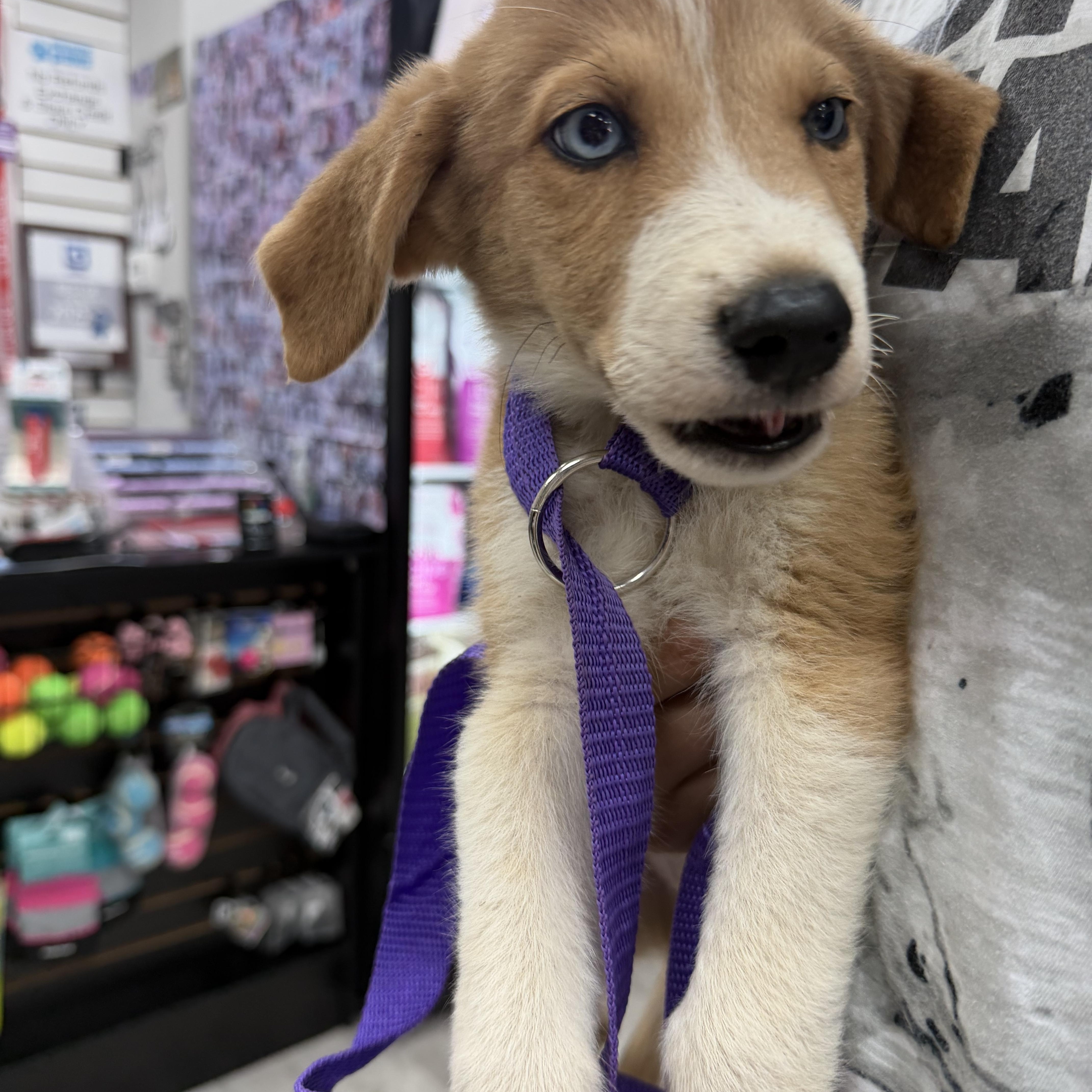 Enlarge Artie, an adopted Great Pyrenees in atlanta, GA image 4/5