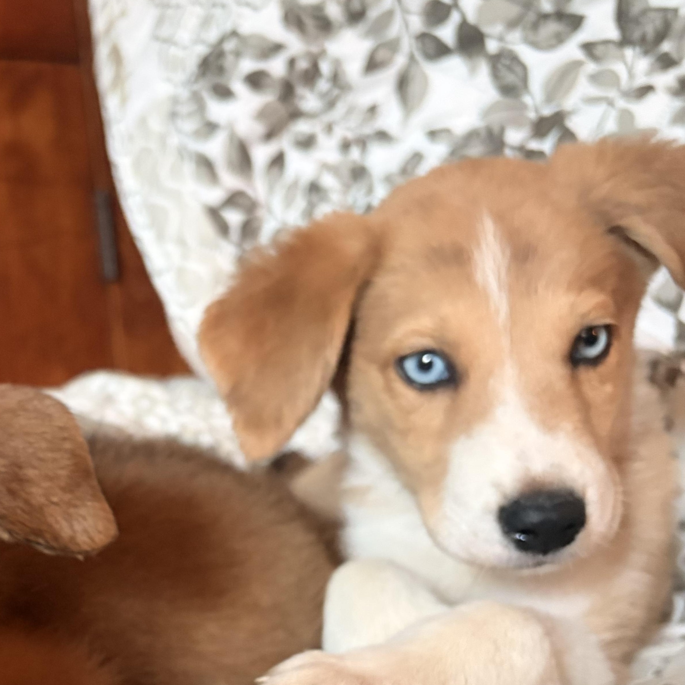 Enlarge Artie, an adopted Great Pyrenees in atlanta, GA image 2/5