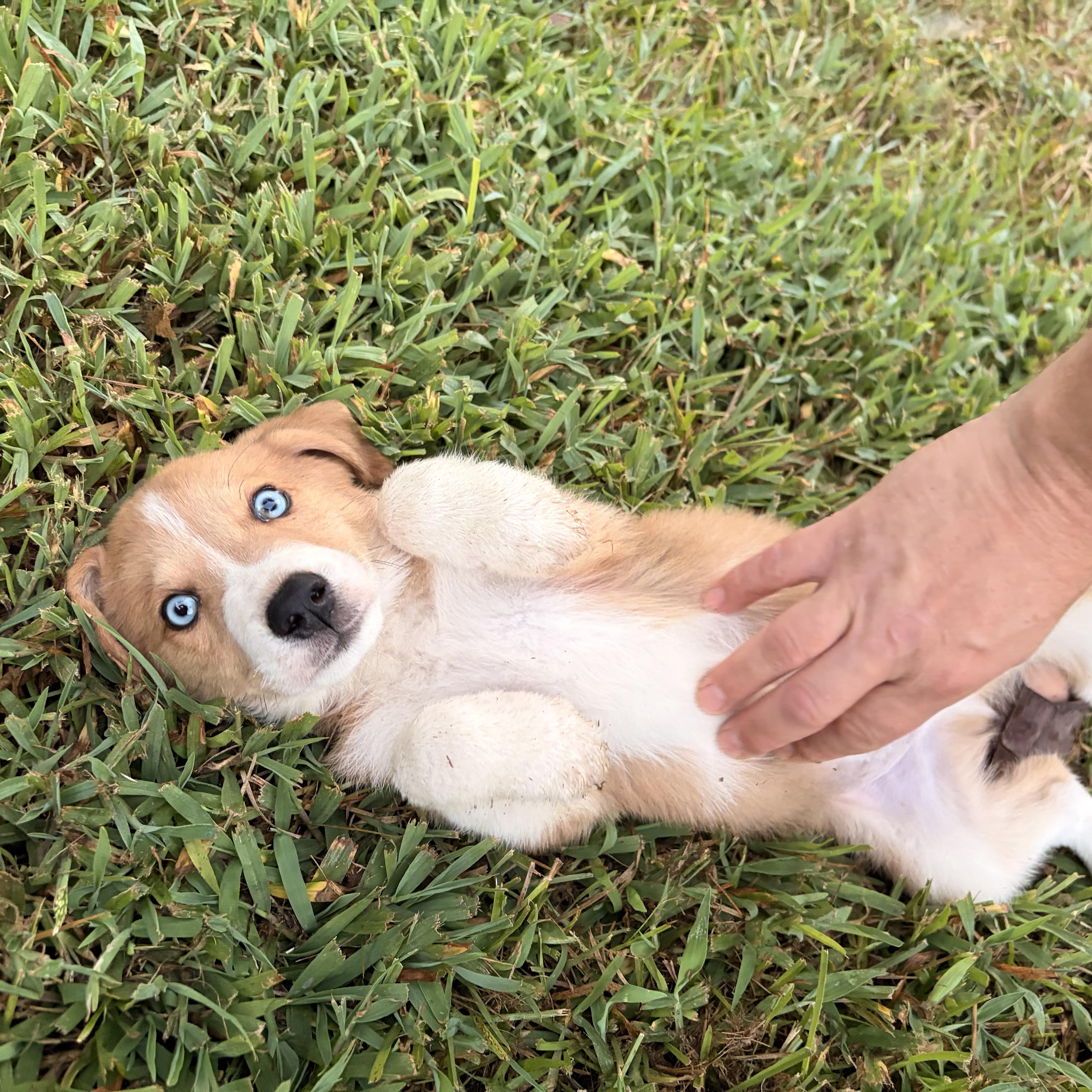Artie, adopted, Puppy Male Great Pyrenees.
