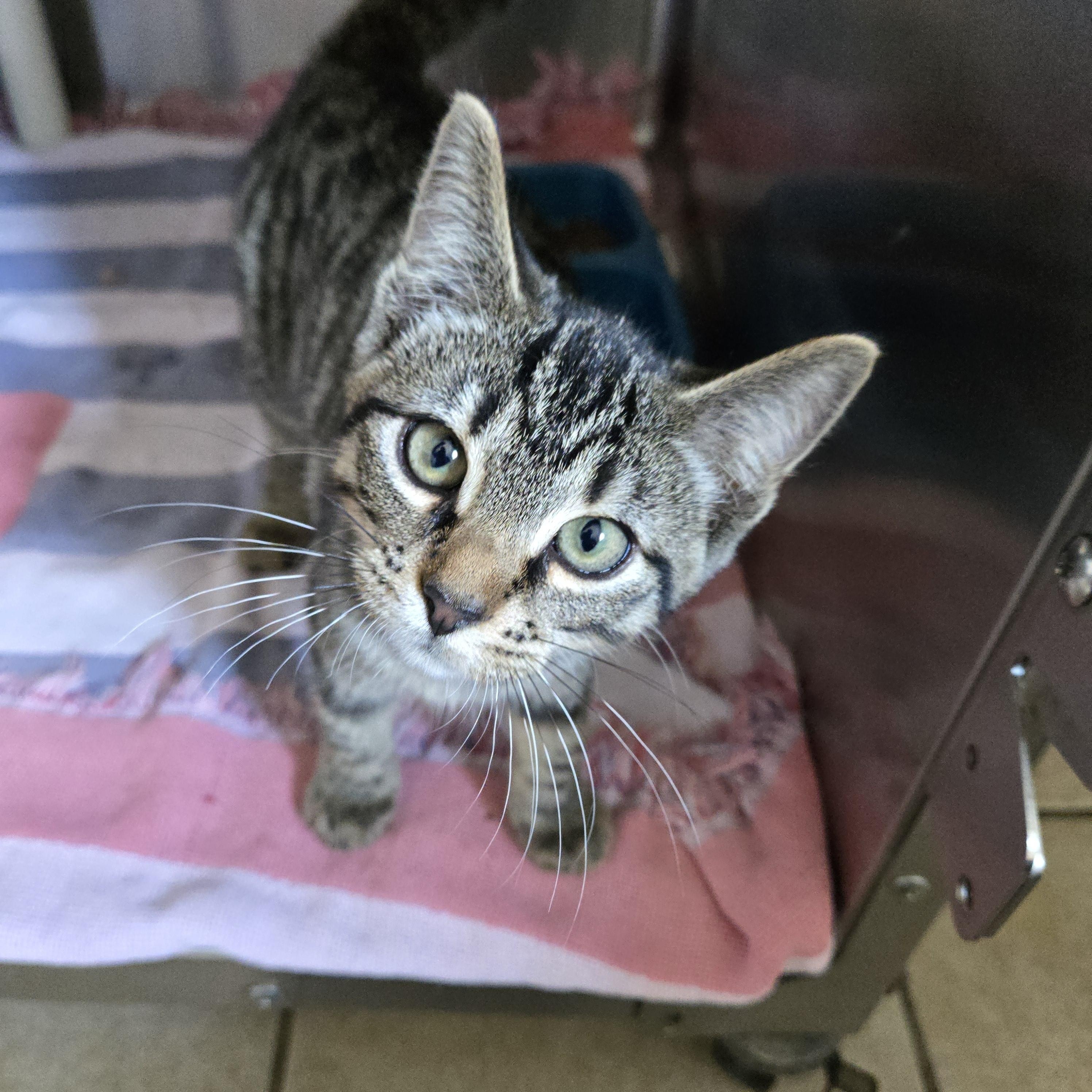 Merlin, Adoptable, Kitten Male Domestic Short Hair.