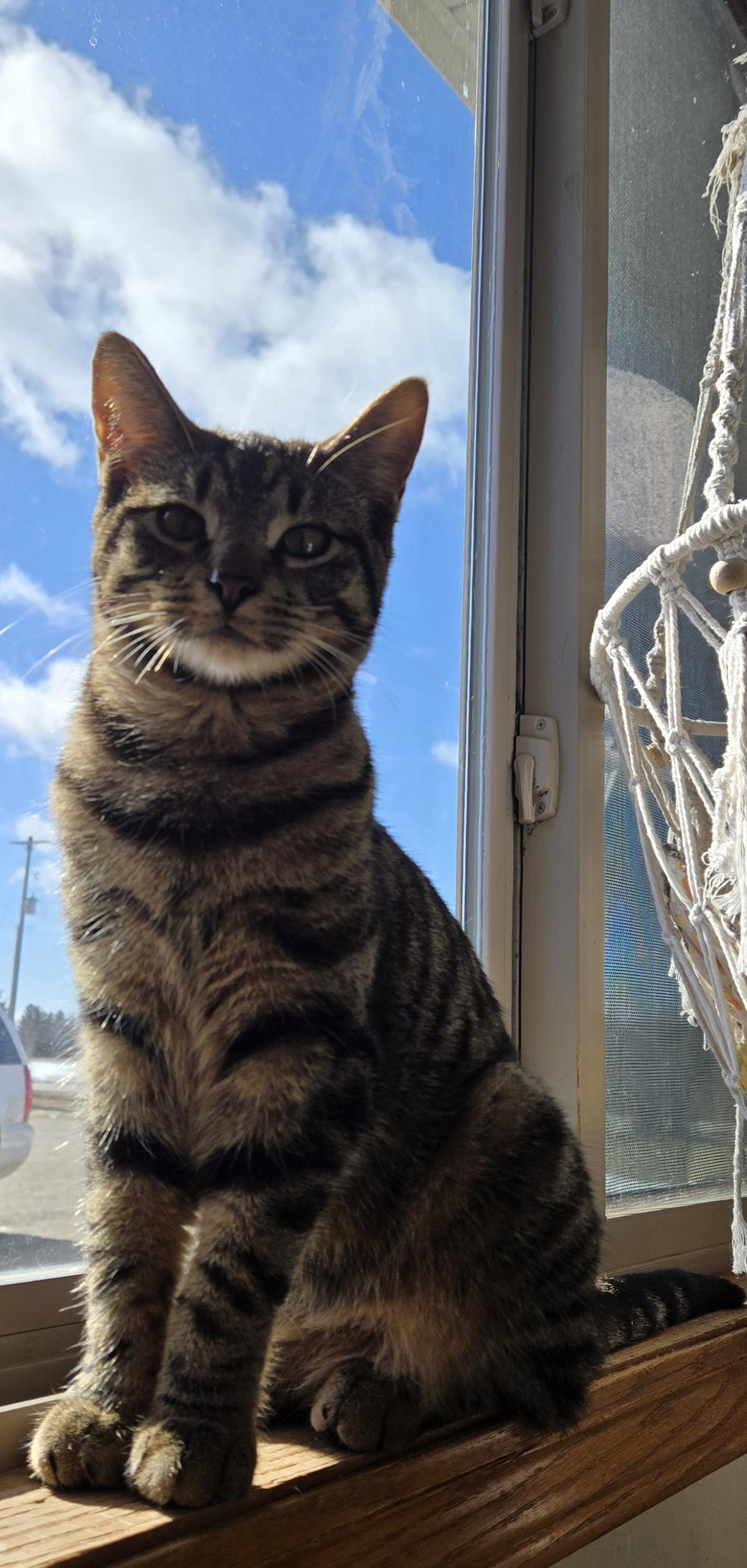 Merlin, Adoptable, Young Male Domestic Short Hair.