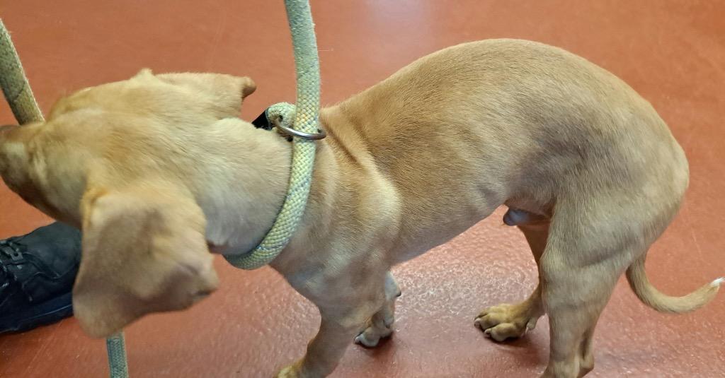 Caramel, a Adoptable mixed breed in Douglasville, GA image 1/4